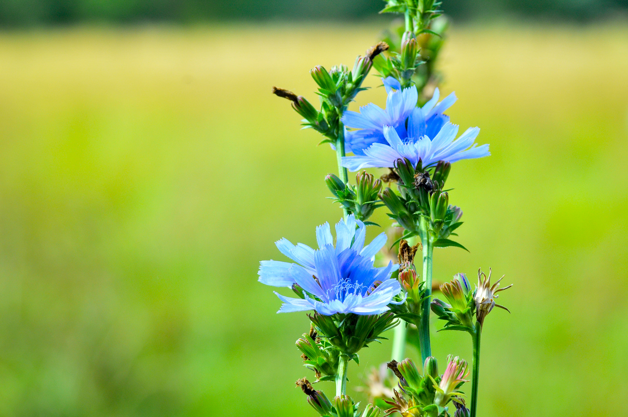 Nikon D300 sample photo. Field_flower_1.jpg photography