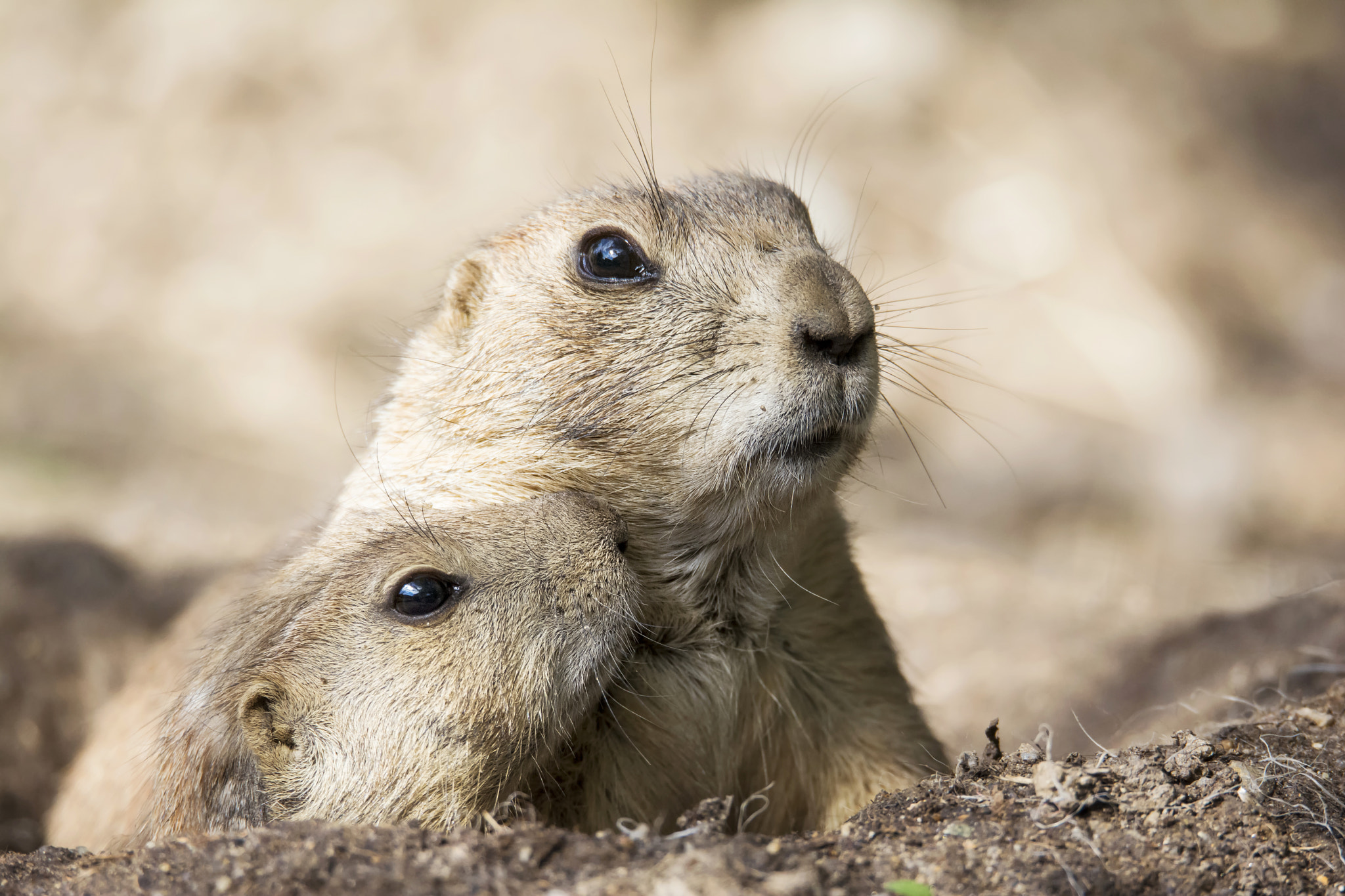 Sigma 150-600mm F5-6.3 DG OS HSM | S sample photo. Black-tailed prairie dog photography