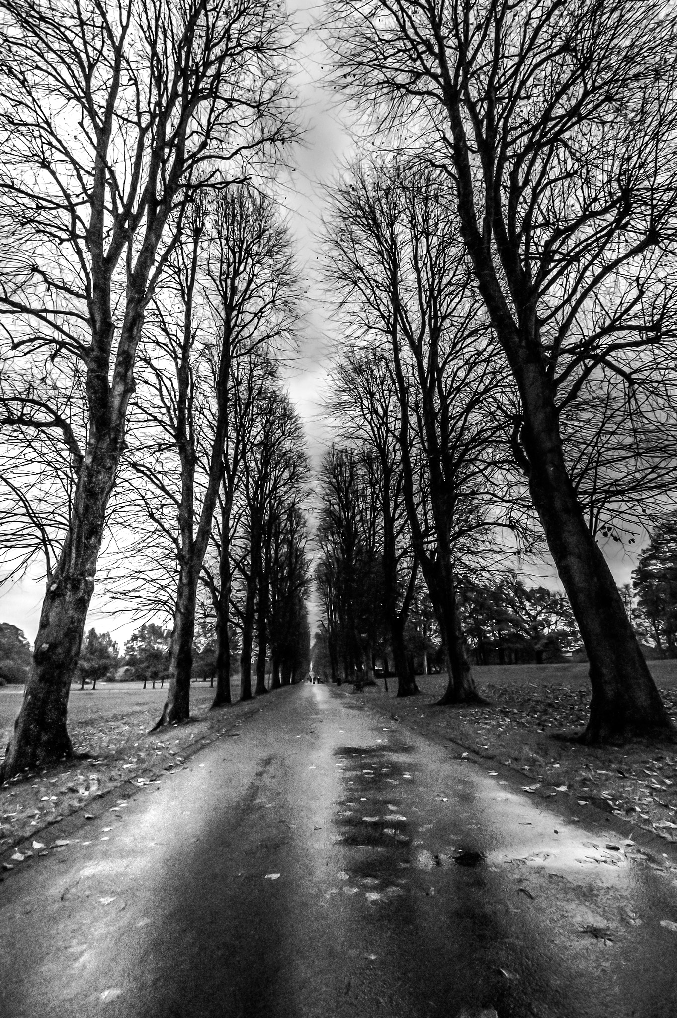 Sigma 10-20mm F3.5 EX DC HSM sample photo. Lurgan park photography