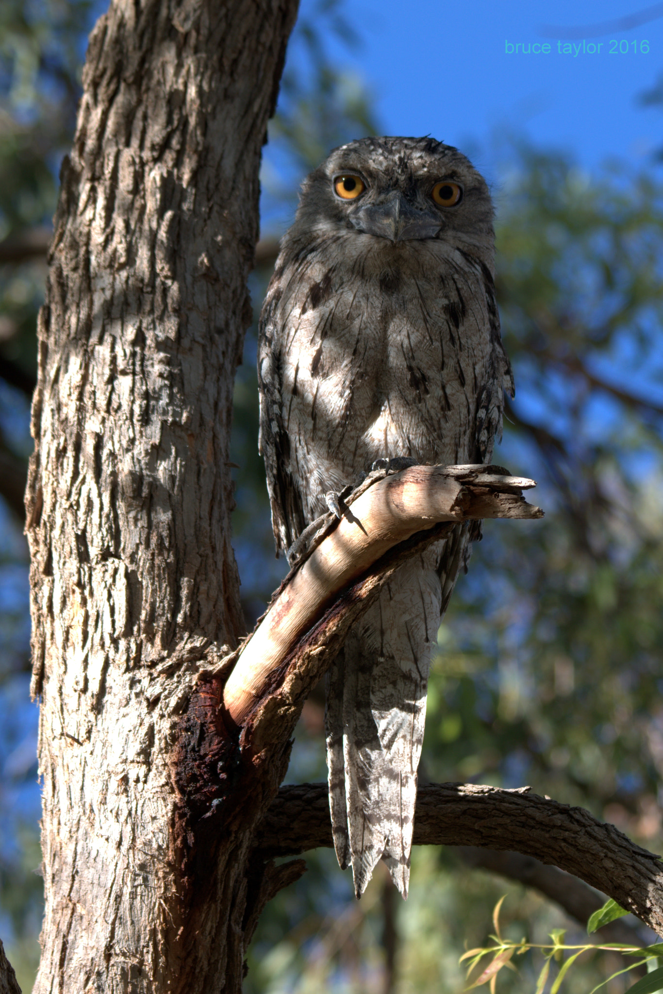 Canon EF 70-300mm F4-5.6 IS USM sample photo. Tawny frogmouth photography