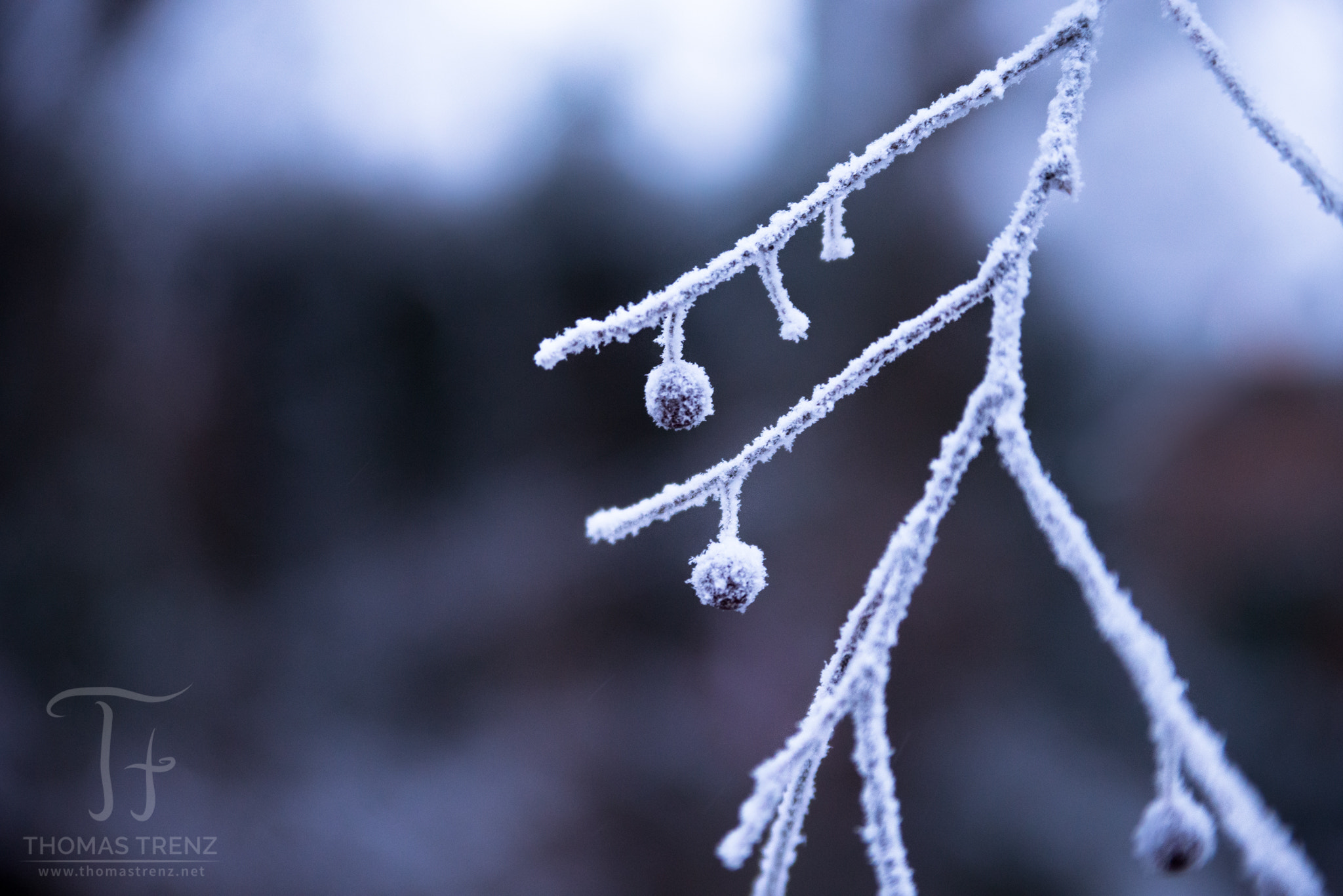 Nikon D600 sample photo. First snow photography