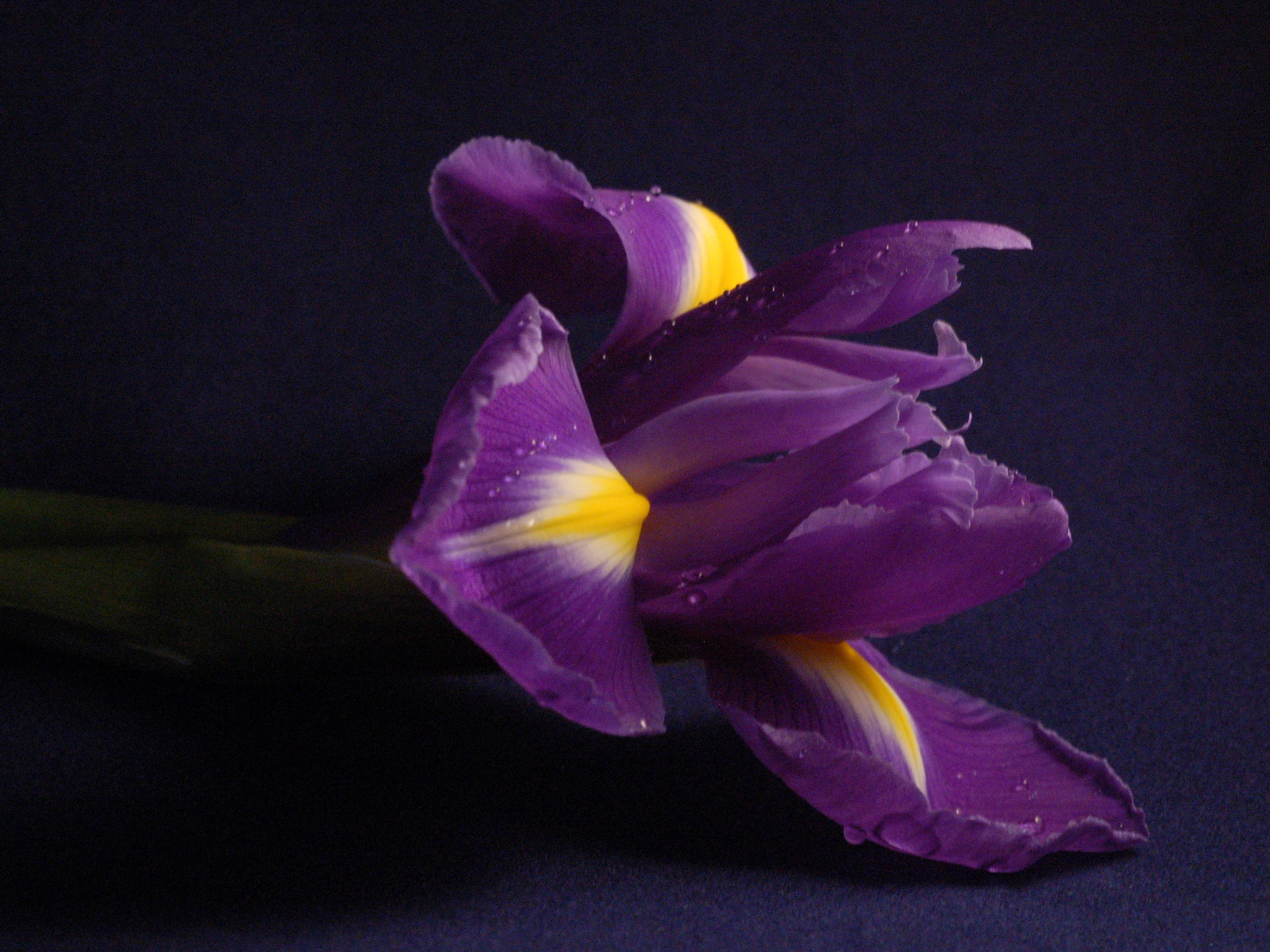 Nikon D50 + Nikon AF Micro-Nikkor 60mm F2.8D sample photo. Iris photography