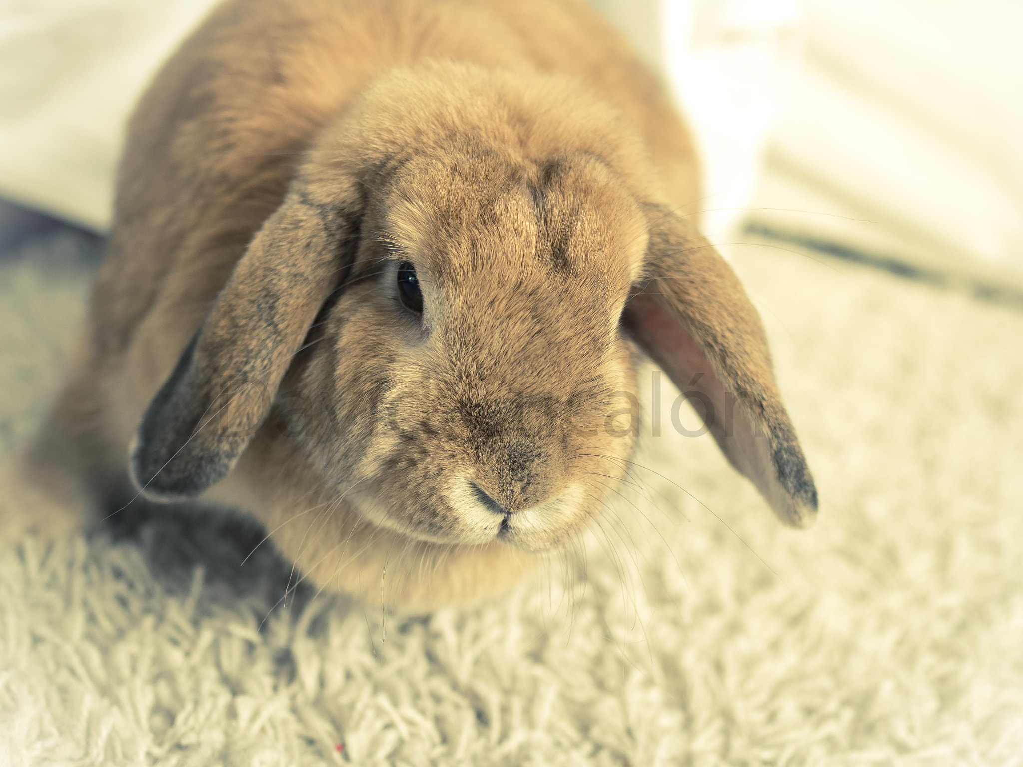 Olympus OM-D E-M5 II + Olympus M.Zuiko Digital 25mm F1.8 sample photo. Rabbit photography