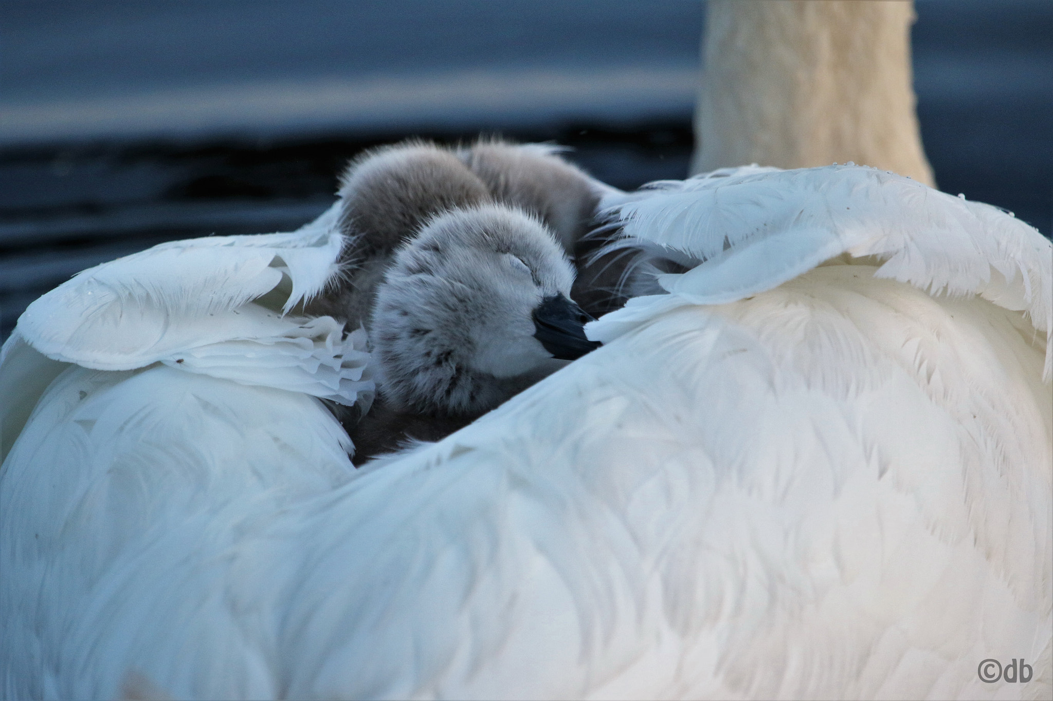 Canon EF 100-400mm F4.5-5.6L IS USM sample photo. Swan chicks in a warm and safe place photography
