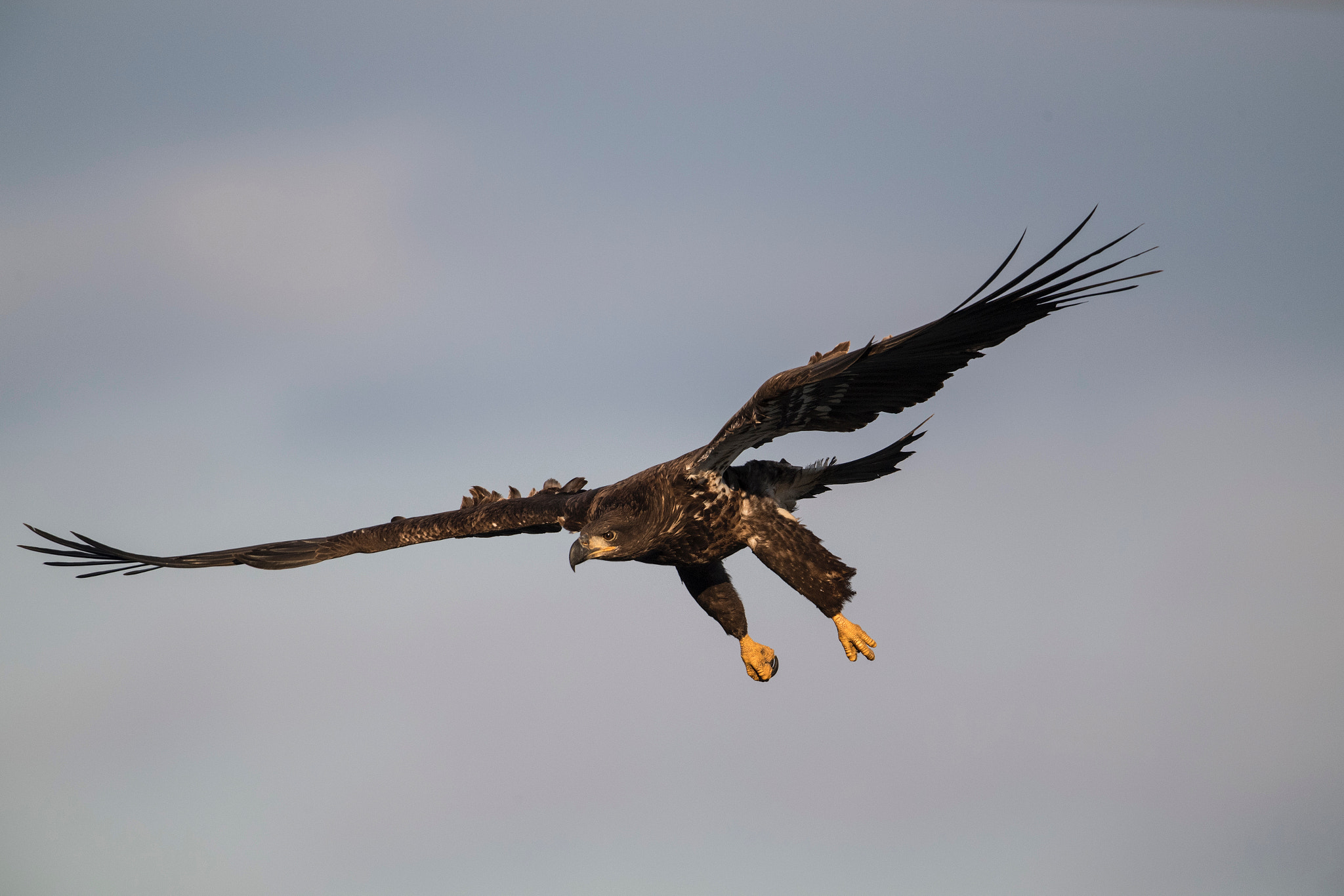 Nikon AF-S Nikkor 800mm F5.6E FL ED VR sample photo. Bald eagle photography