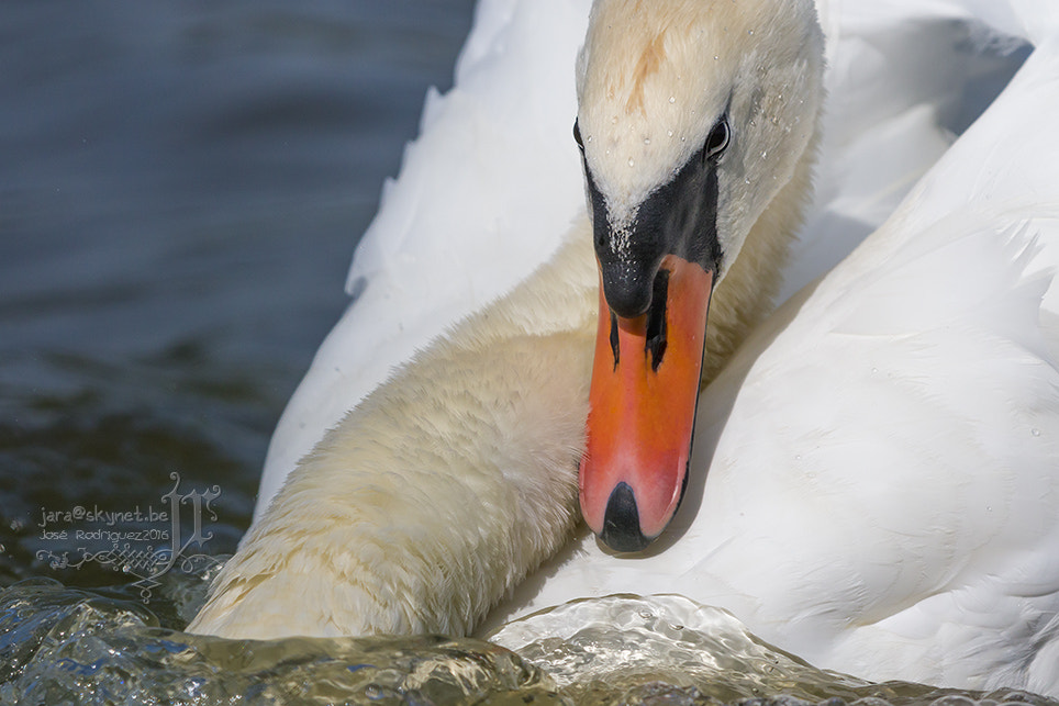 Canon EOS 7D Mark II + Canon EF 300mm F2.8L IS USM sample photo. Cygne_4a7a6688 photography