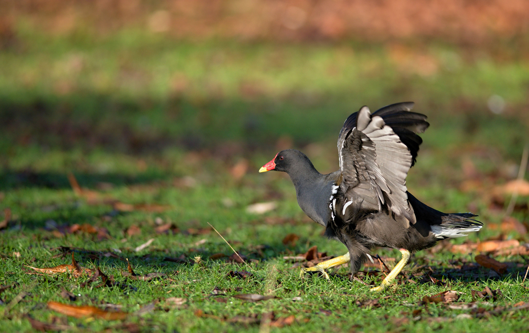 Nikon D610 + Nikon AF-S Nikkor 300mm F4D ED-IF sample photo. Dsc_0705_01.jpg photography