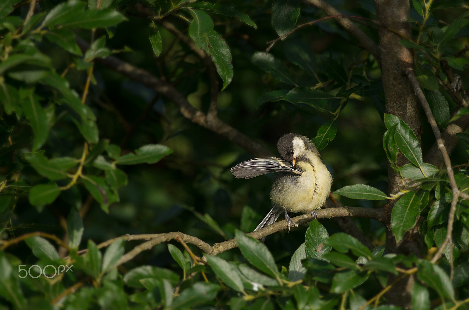 Pentax K-50 + Pentax smc DA* 300mm F4.0 ED (IF) SDM sample photo. Brushing youngster photography