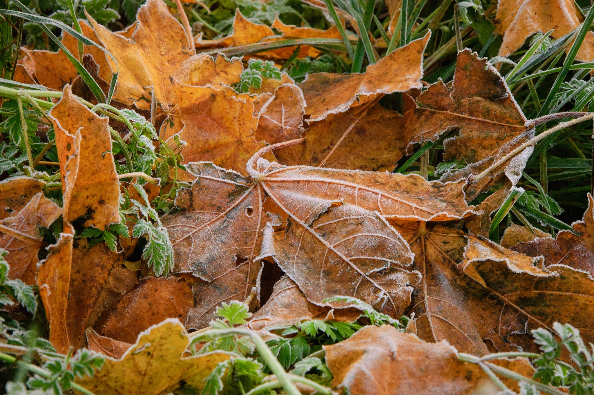 Nikon D50 sample photo. Frosty autumn leaves on the ground photography