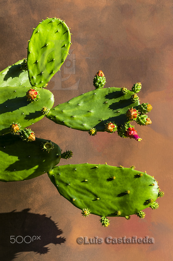 Pentax K-5 sample photo. Cactus blooming photography