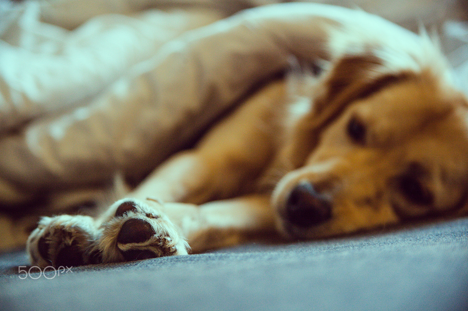 Canon EF 28-105mm f/3.5-4.5 USM sample photo. Lazy monday photography