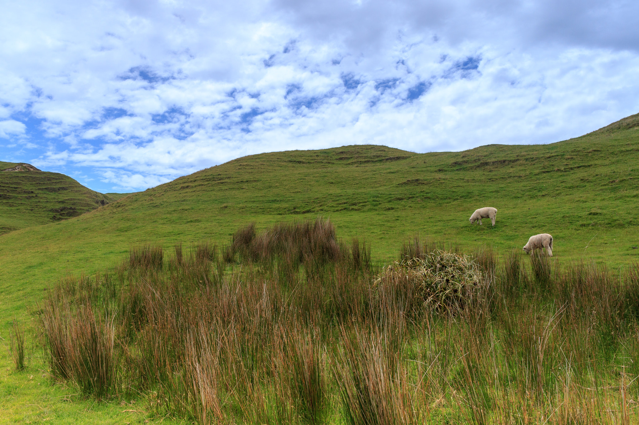 Canon EF 24mm F2.8 IS USM sample photo. Sheep photography
