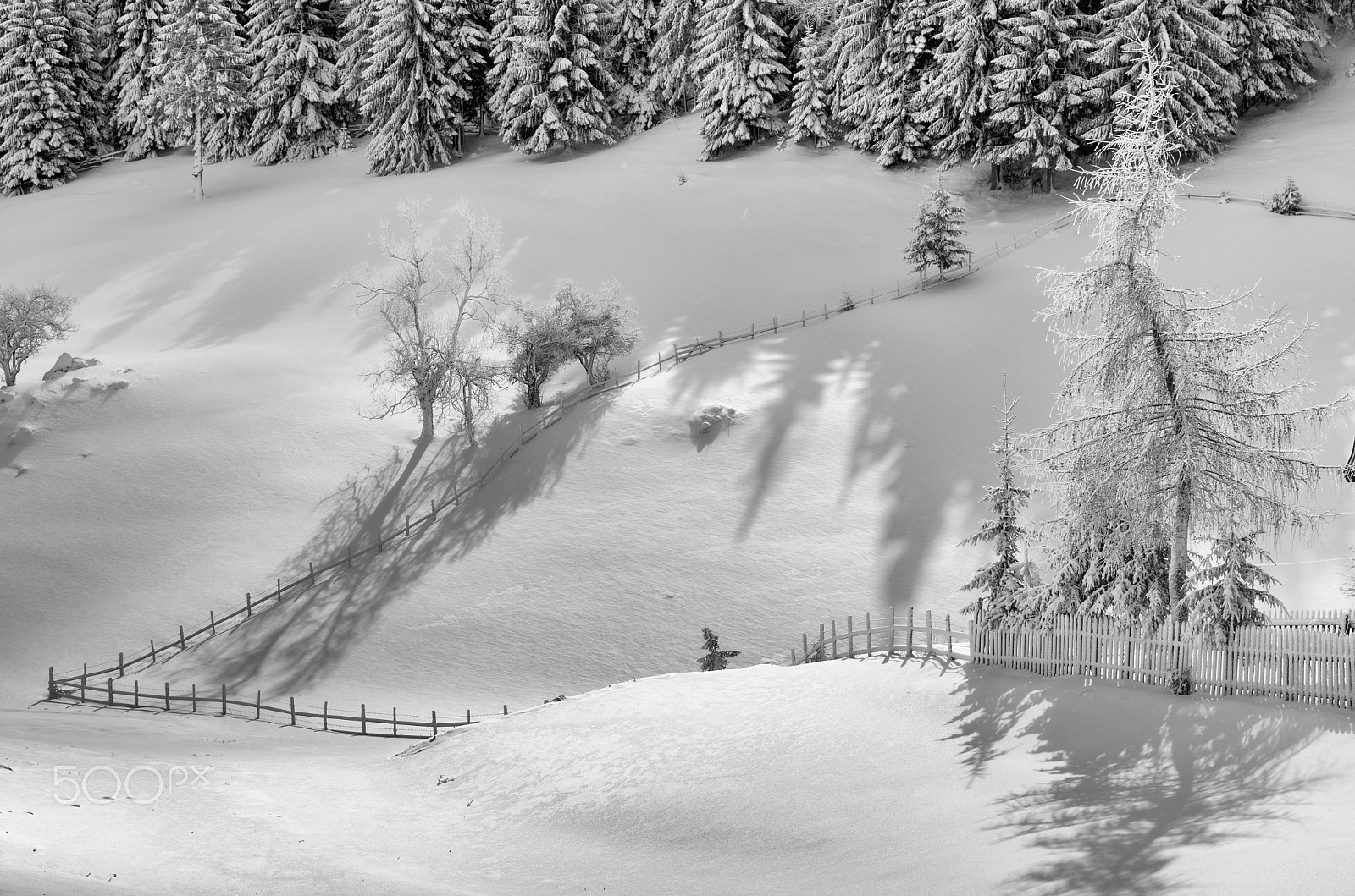 Nikon D7000 + Sigma 50mm F1.4 EX DG HSM sample photo. The garden of silence photography