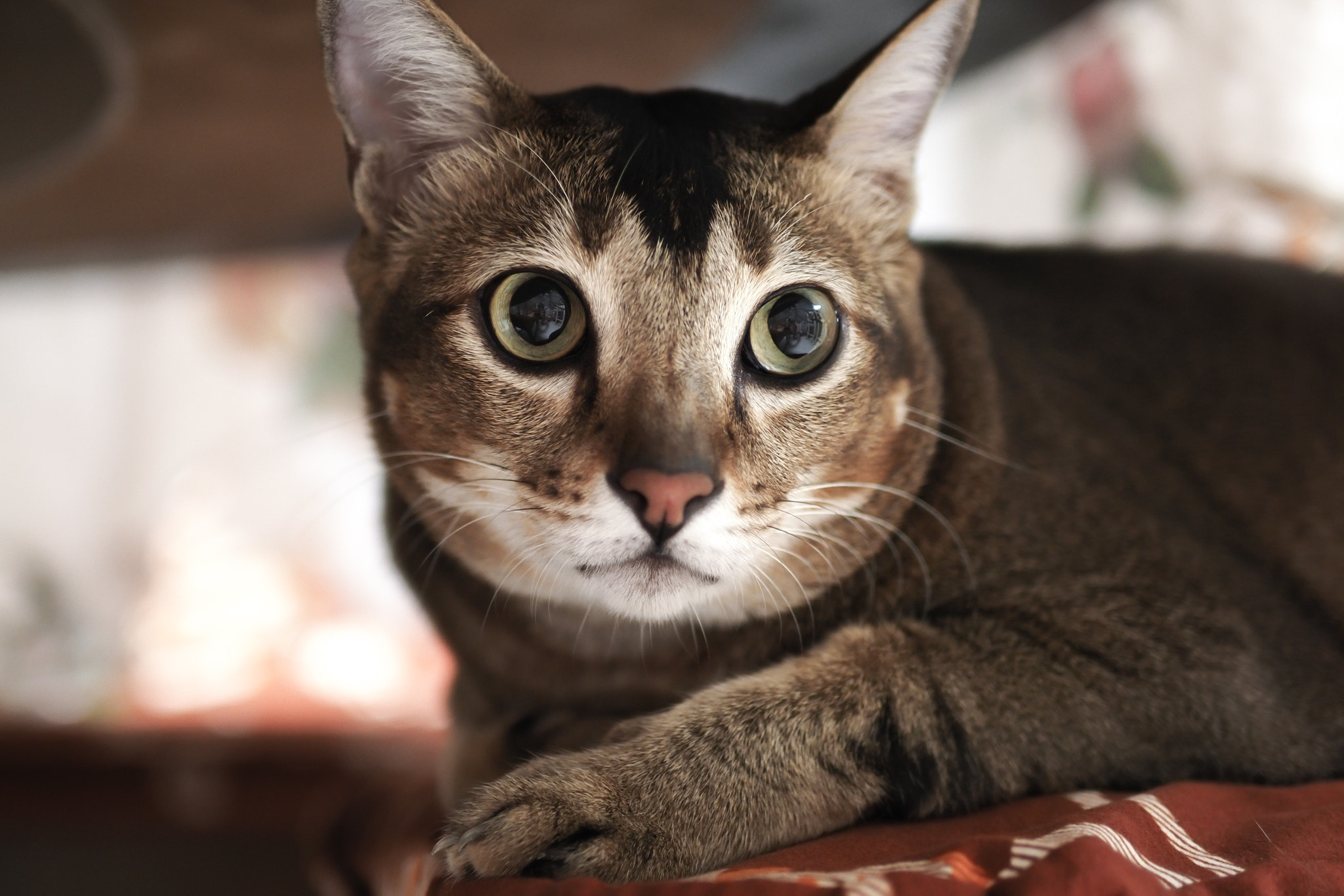 Panasonic Leica DG Summilux 25mm F1.4 II ASPH sample photo. Noah's stare photography