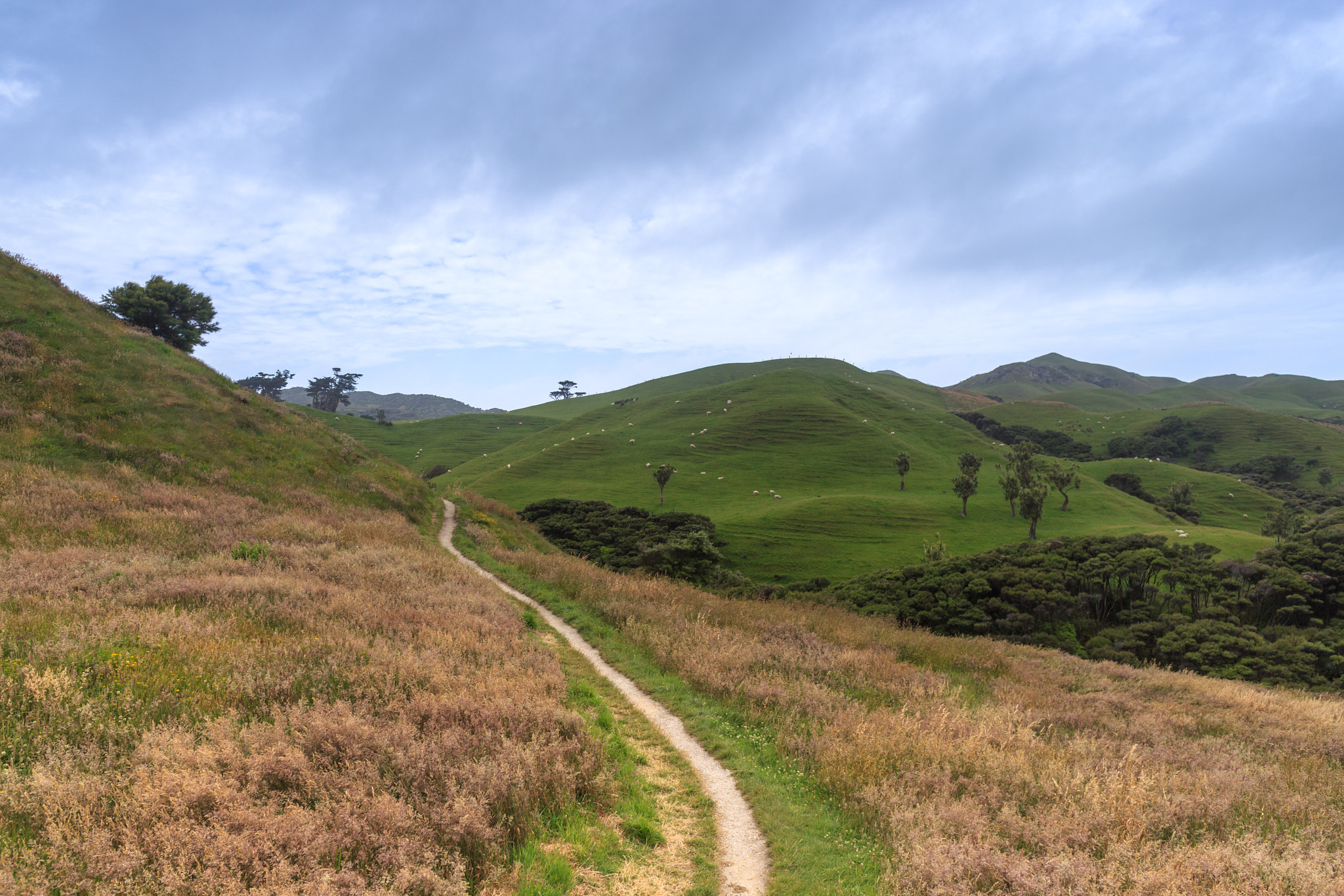Canon EF 24mm F2.8 IS USM sample photo. Path to wharariki beach photography