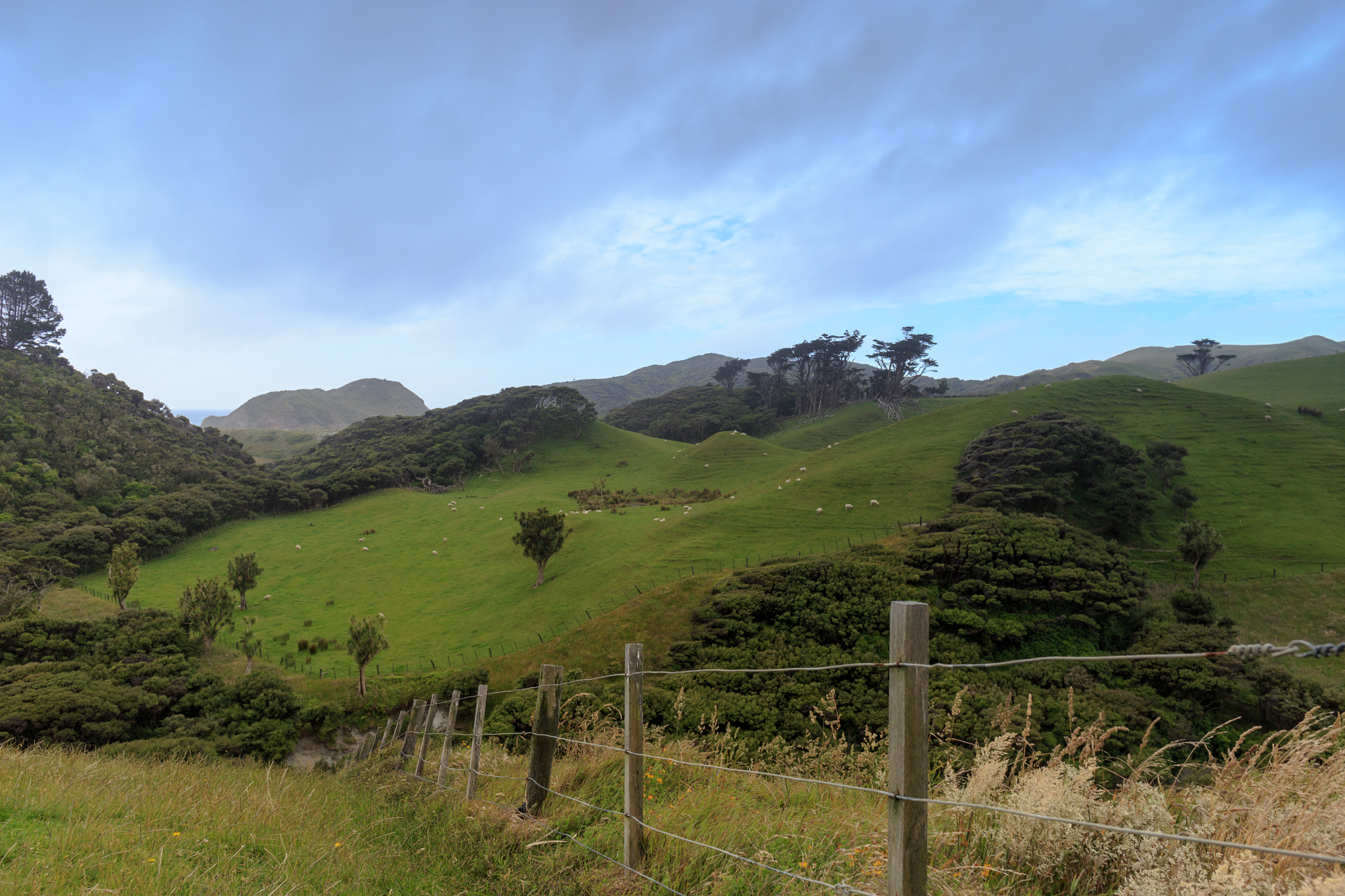 Canon EF 24mm F2.8 IS USM sample photo. Meadow at wharariki beach photography
