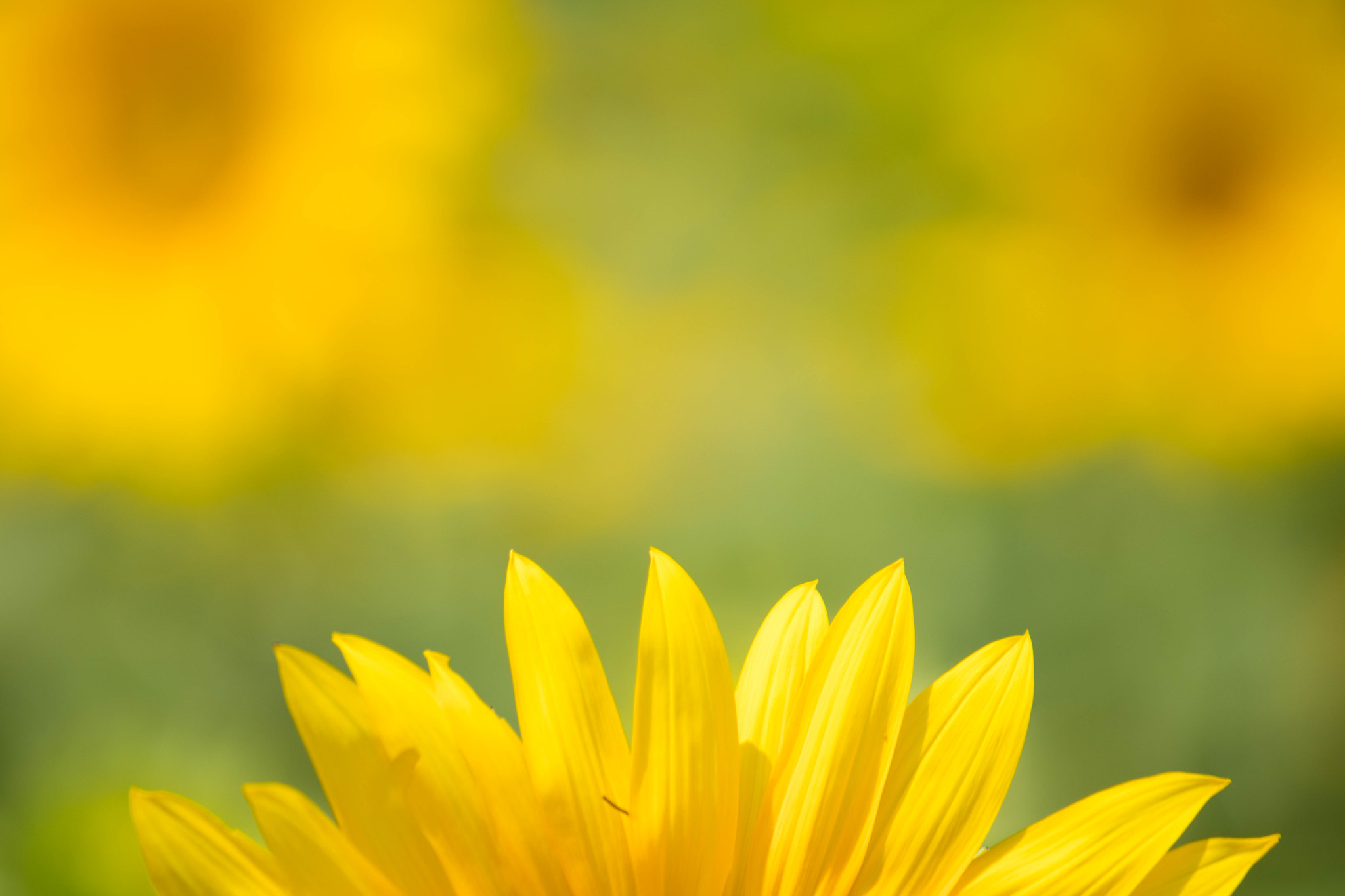 Canon EF-S 55-250mm F4-5.6 IS sample photo