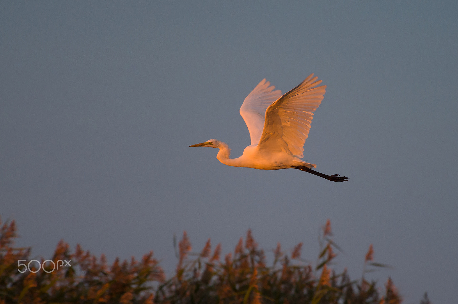 Pentax smc DA* 300mm F4.0 ED (IF) SDM sample photo. First sunlight of the day photography