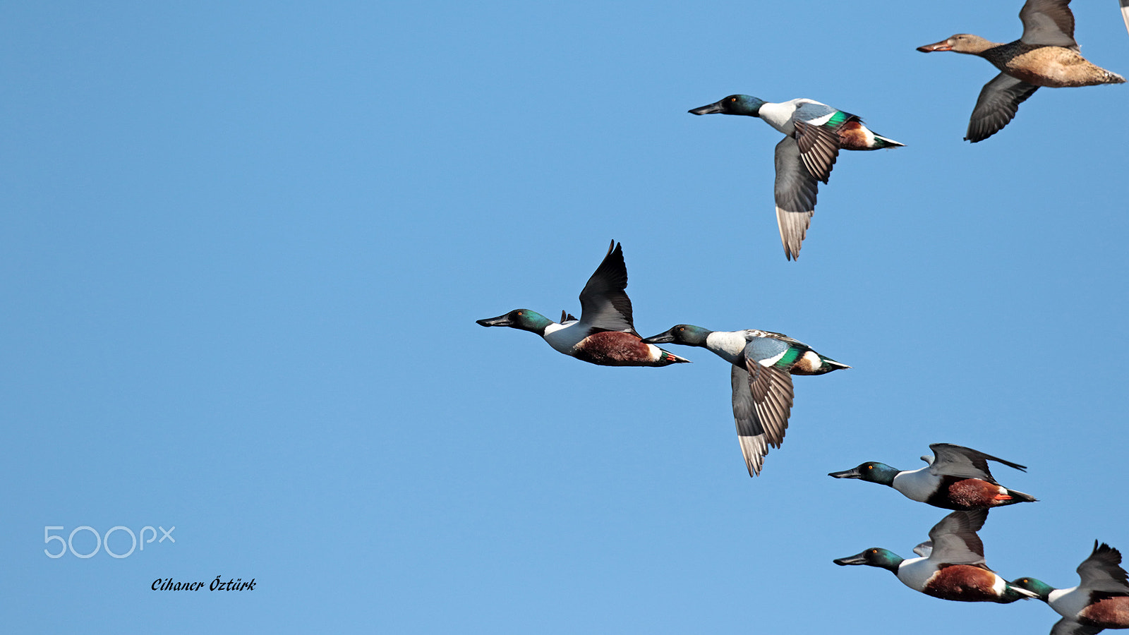 Canon EF 500mm F4L IS USM sample photo. Northern shoveler. photography