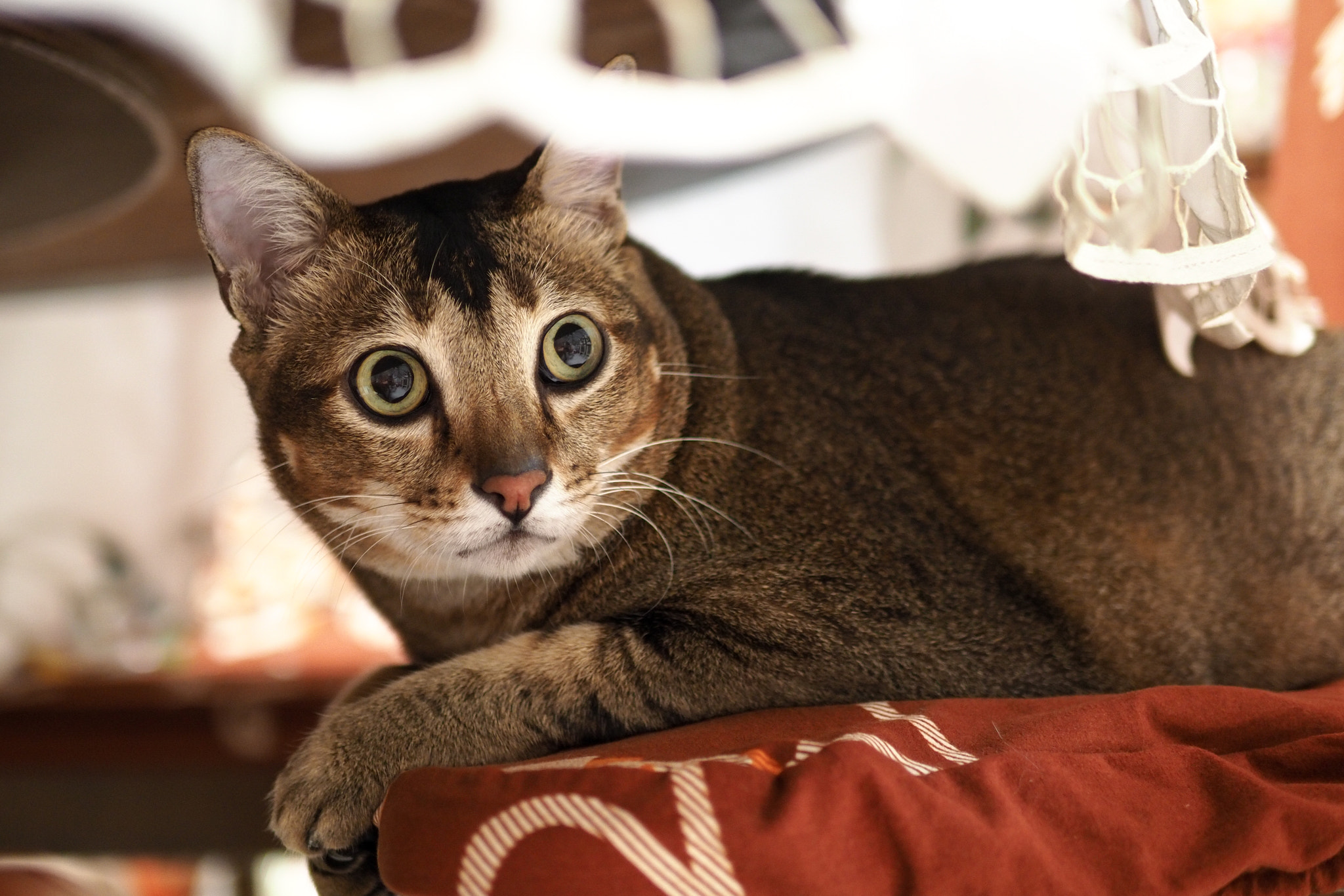 Panasonic Leica DG Summilux 25mm F1.4 II ASPH sample photo. Noah in the hiding photography