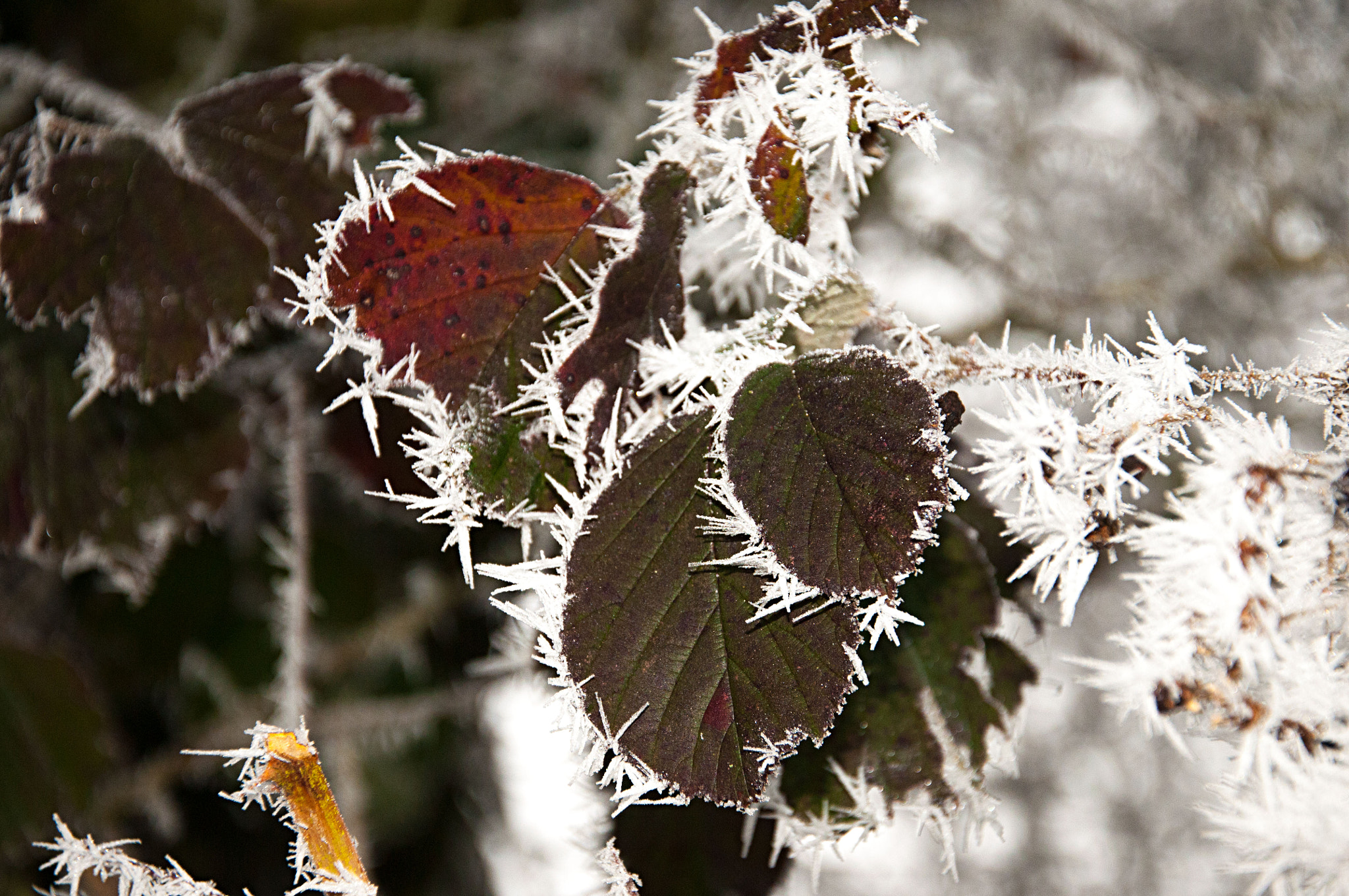 Nikon D300 sample photo. Only with fog and frost does nature paint the most photography