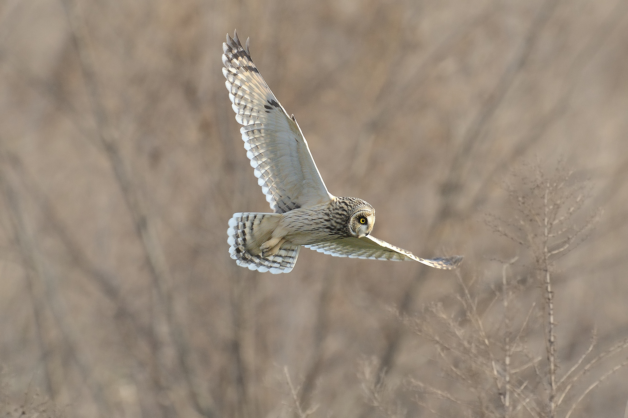 Nikon AF-S Nikkor 600mm F4G ED VR sample photo. Short-eared owl photography