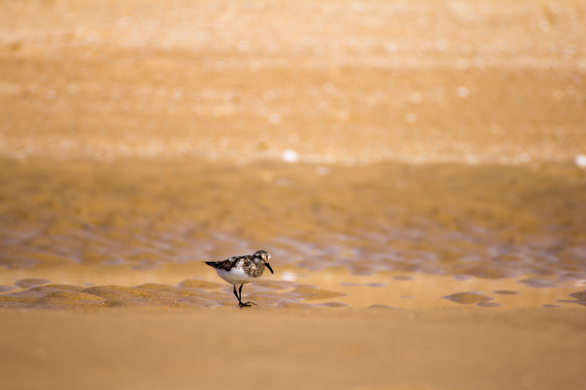 Canon EOS 60D sample photo. At the beach photography
