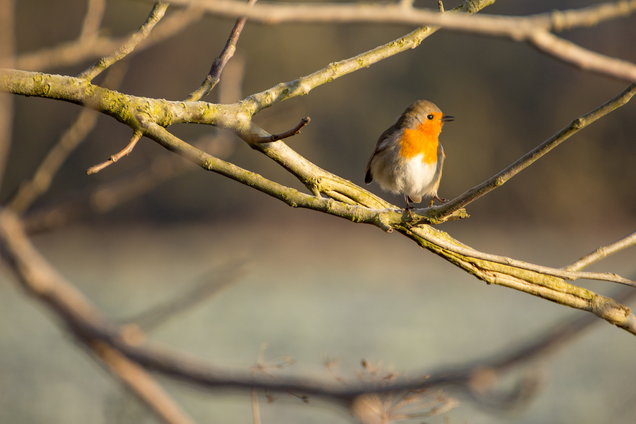 Canon EOS 60D sample photo. Rouge-gorge photography