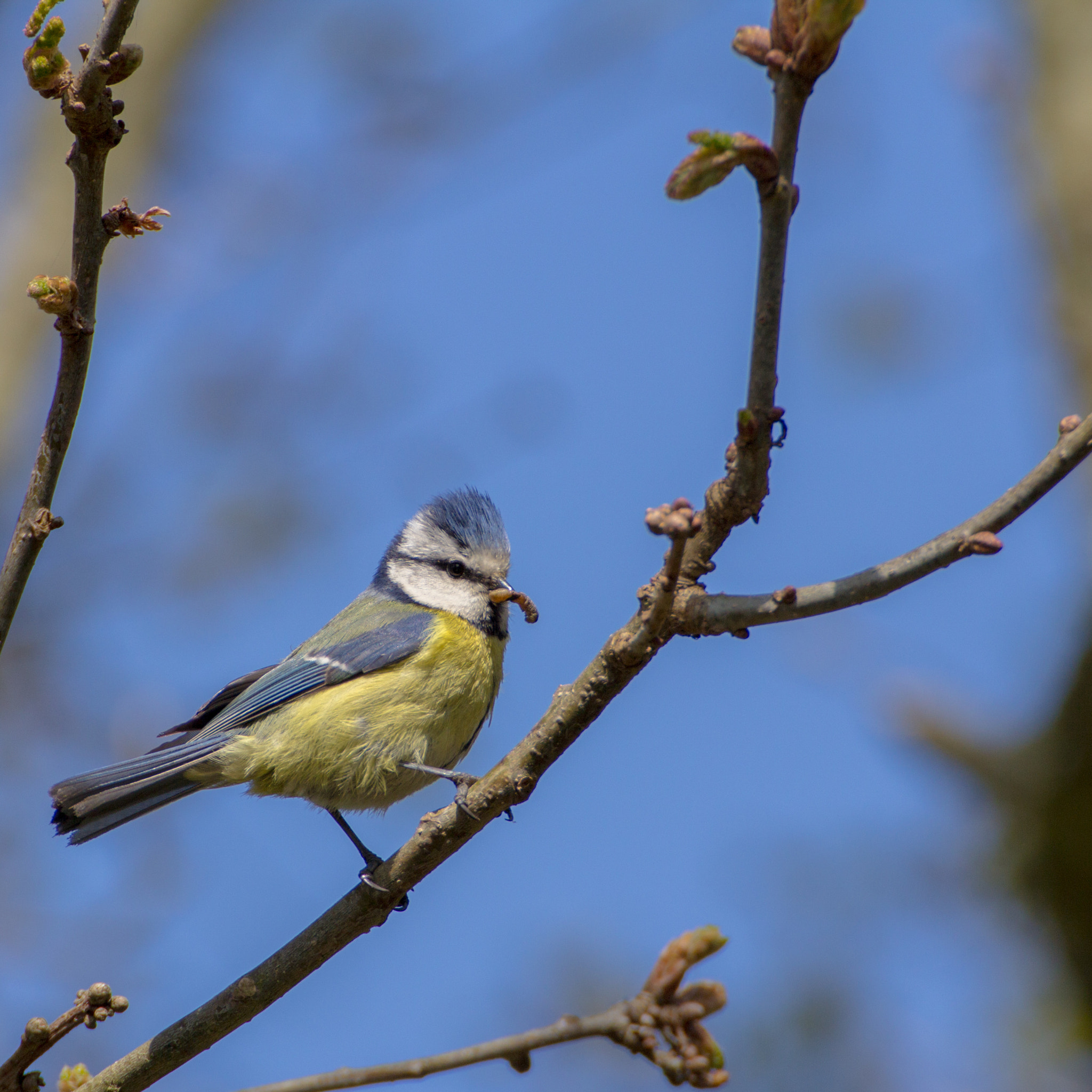 Canon EOS 60D sample photo. Mésange bleue photography