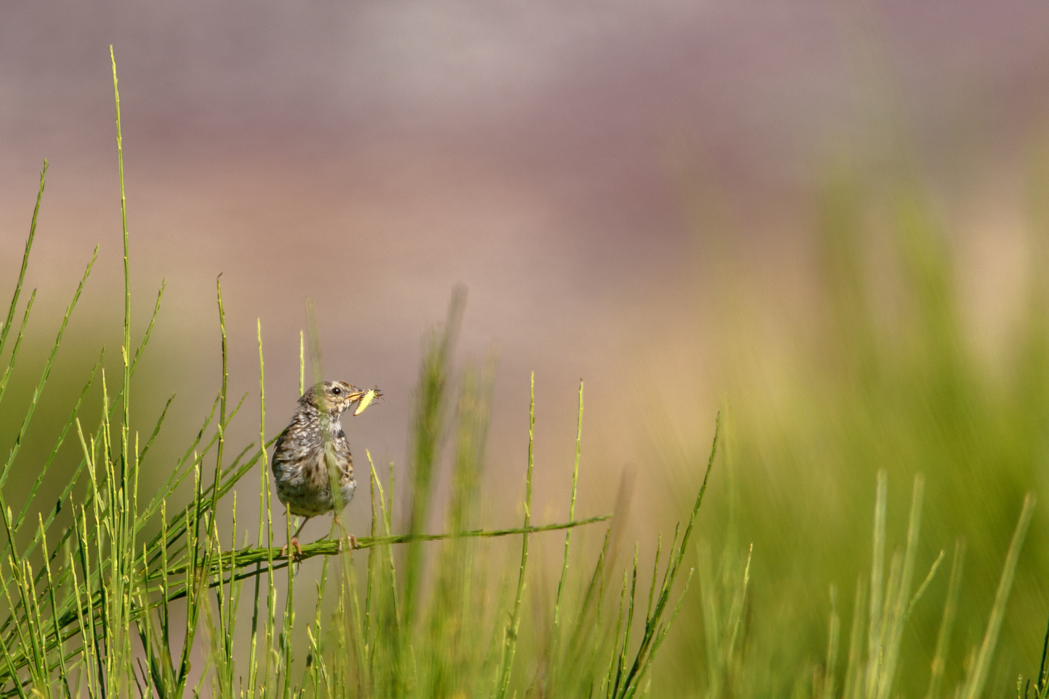 Sigma 150-600mm F5-6.3 DG OS HSM | C sample photo. Bird photography