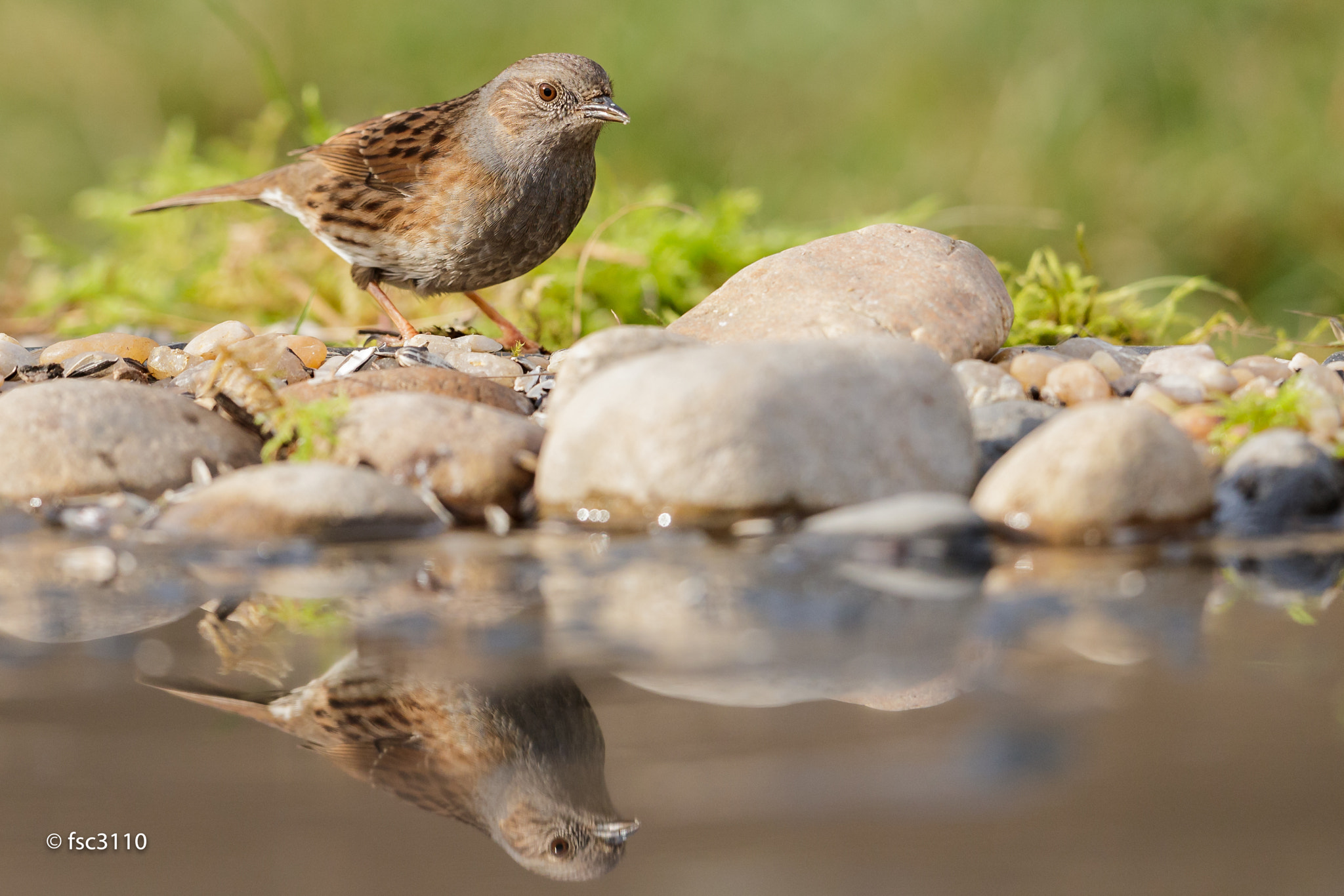 Canon EF 500mm F4L IS II USM sample photo. Dunnock at my drink station photography