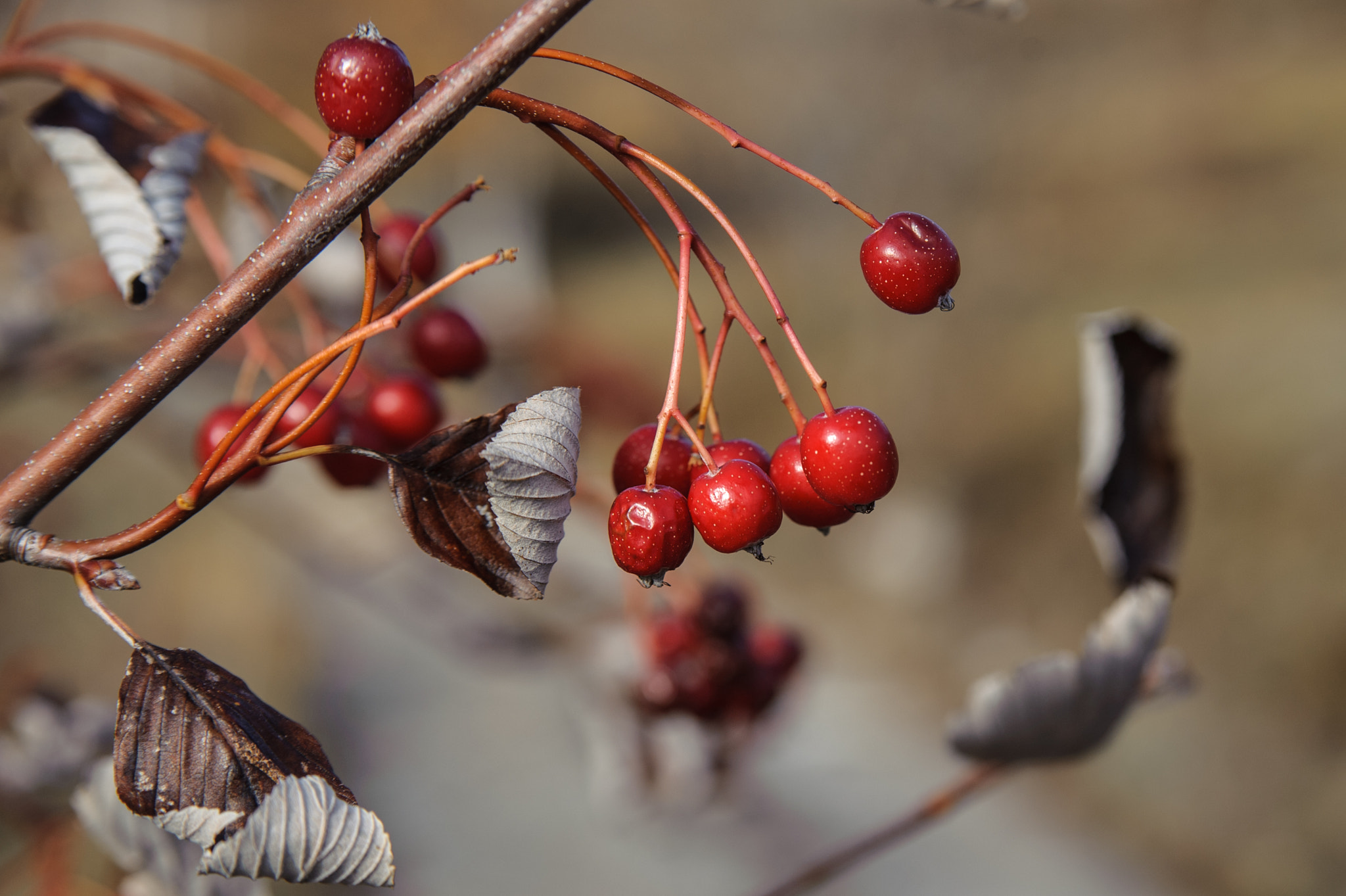 Nikon D700 sample photo. Sorbus aucuparia fruits photography