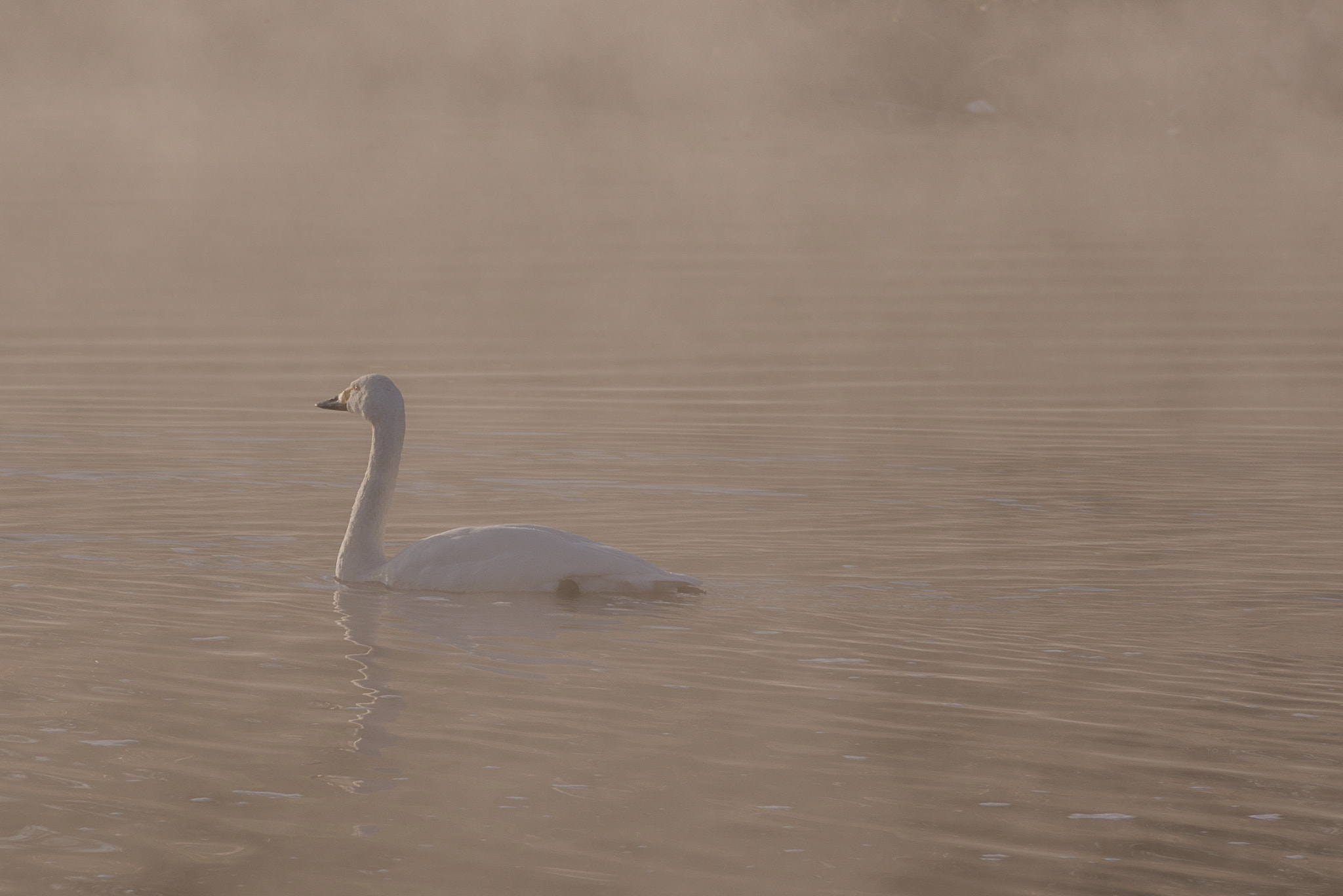 Tamron SP 70-300mm F4-5.6 Di VC USD sample photo. Alone photography