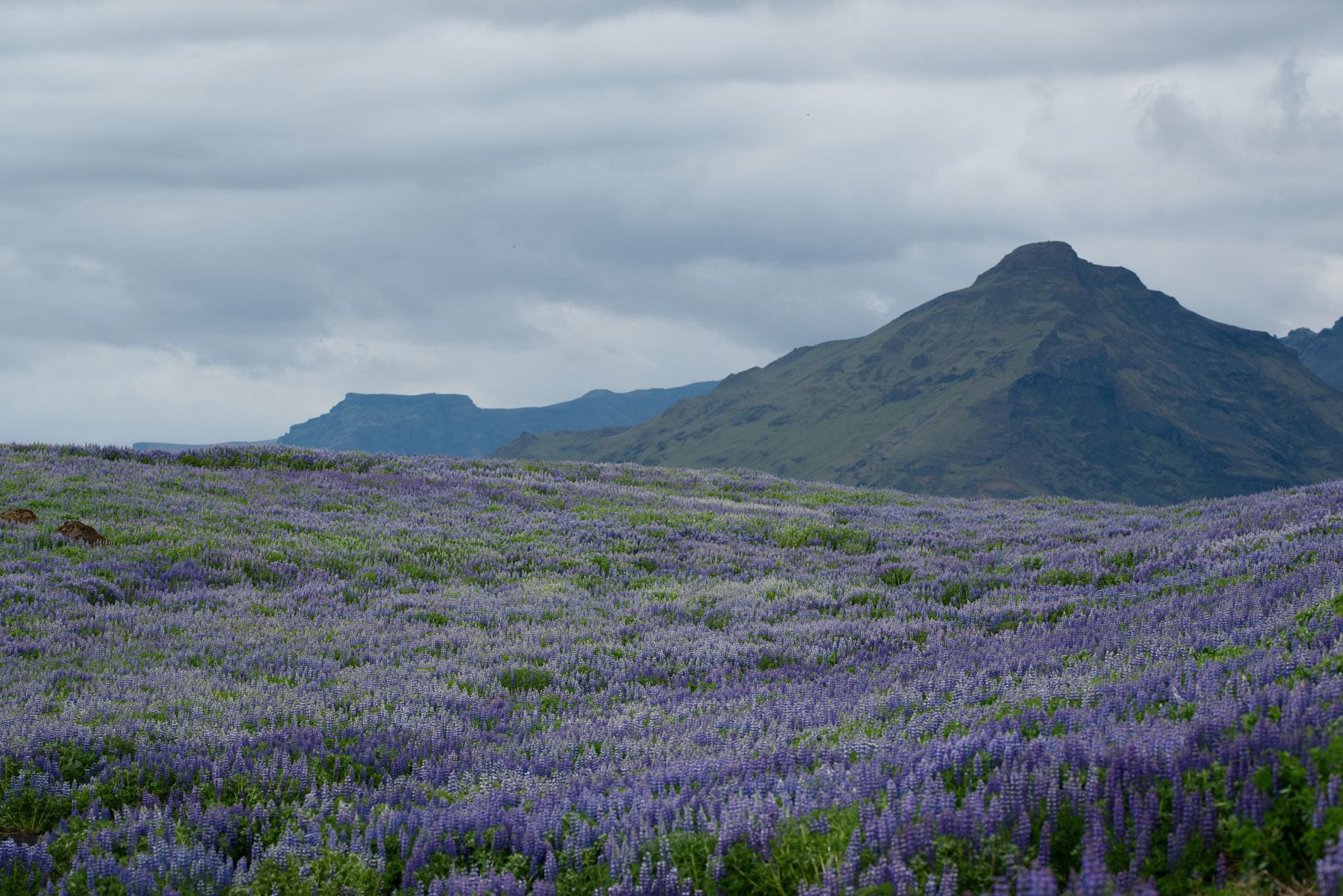 Sigma 150mm F2.8 EX DG OS Macro HSM sample photo. Field of lupin photography