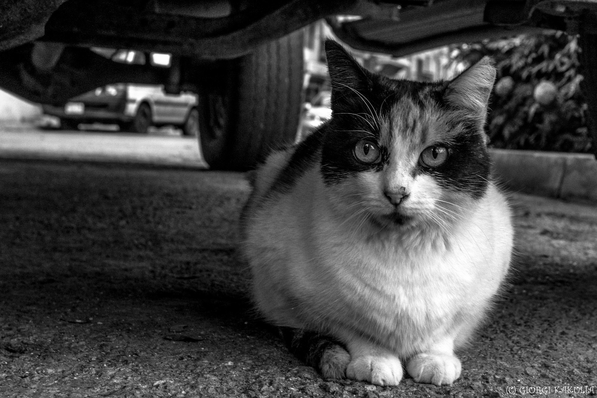 Sony Sonnar T* E 24mm F1.8 ZA sample photo. Small things photography