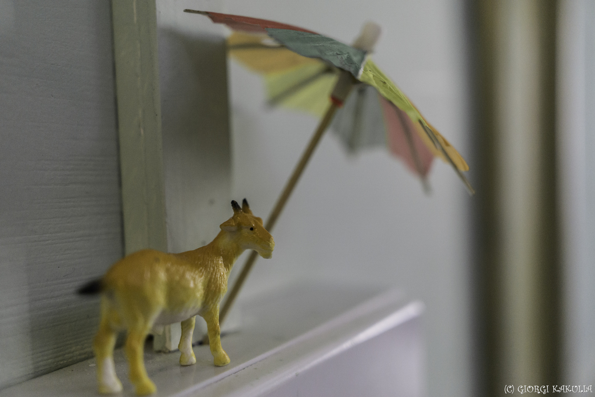 Sony Sonnar T* E 24mm F1.8 ZA sample photo. Small things photography