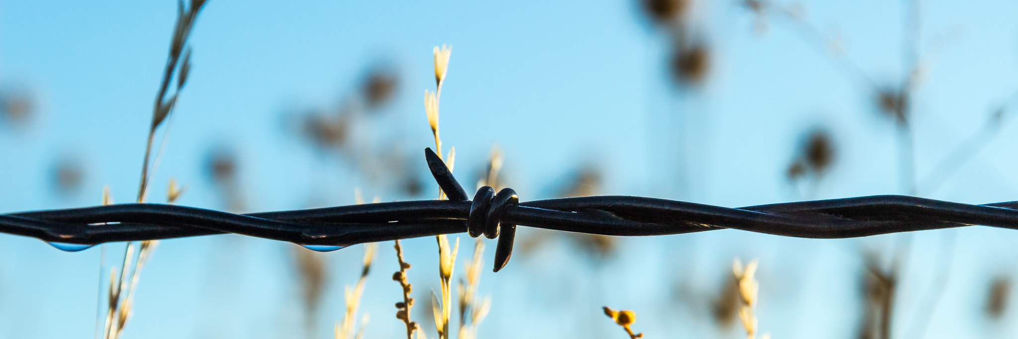Canon EOS 100D (EOS Rebel SL1 / EOS Kiss X7) sample photo. Wet fence photography