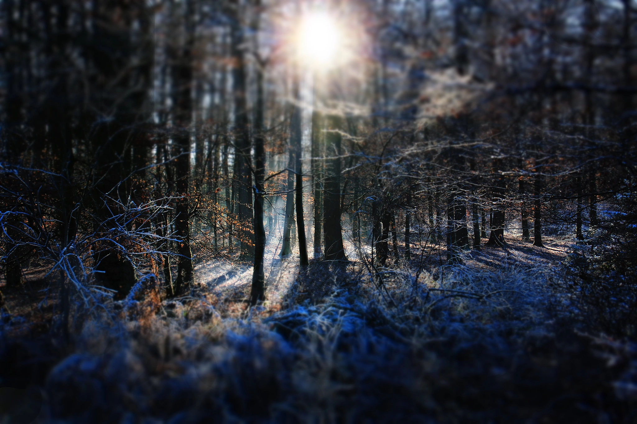 Canon EF 24-70mm F4L IS USM sample photo. Freezing sun photography