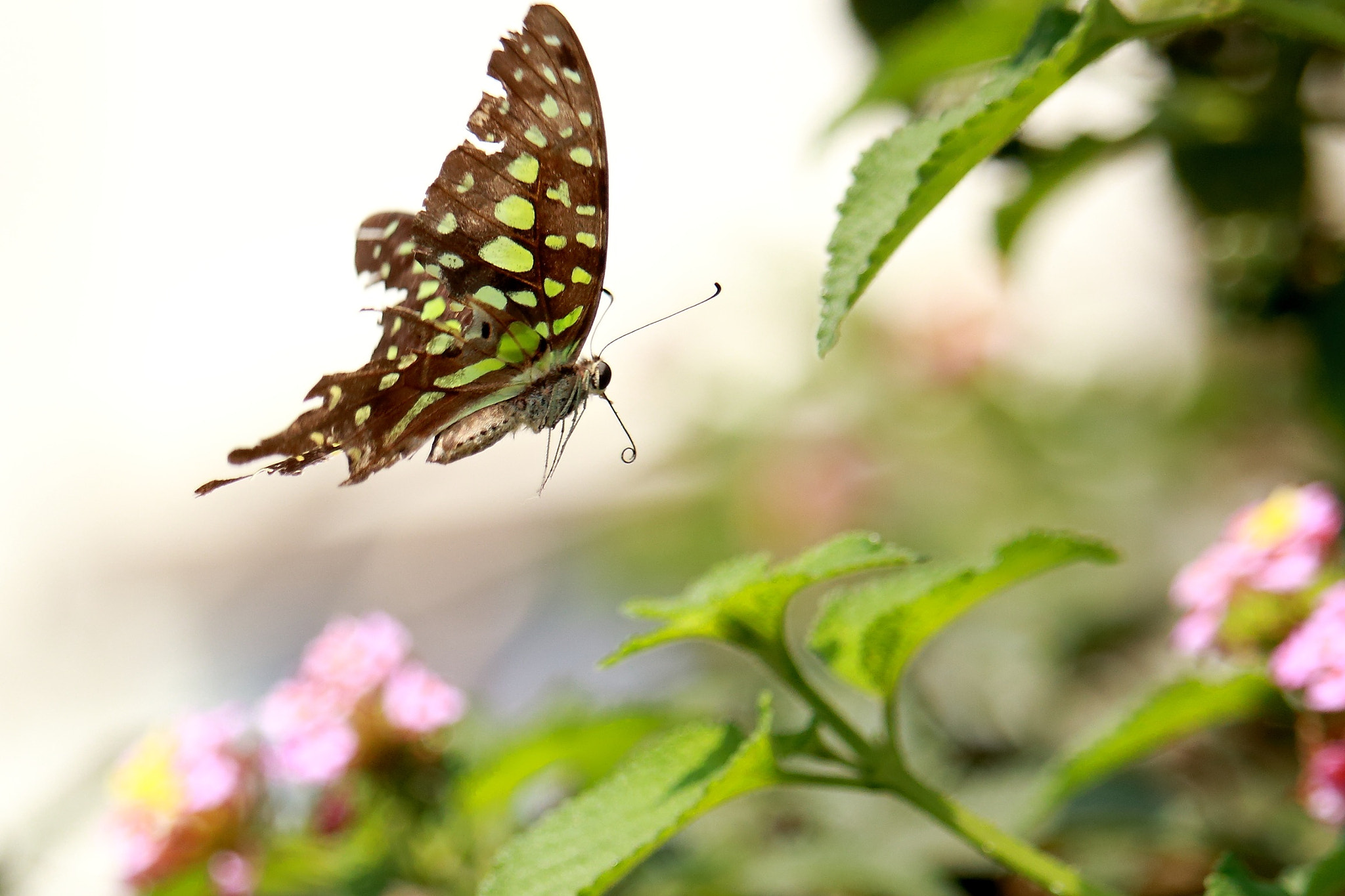 Canon EF-S 55-250mm F4-5.6 IS STM sample photo