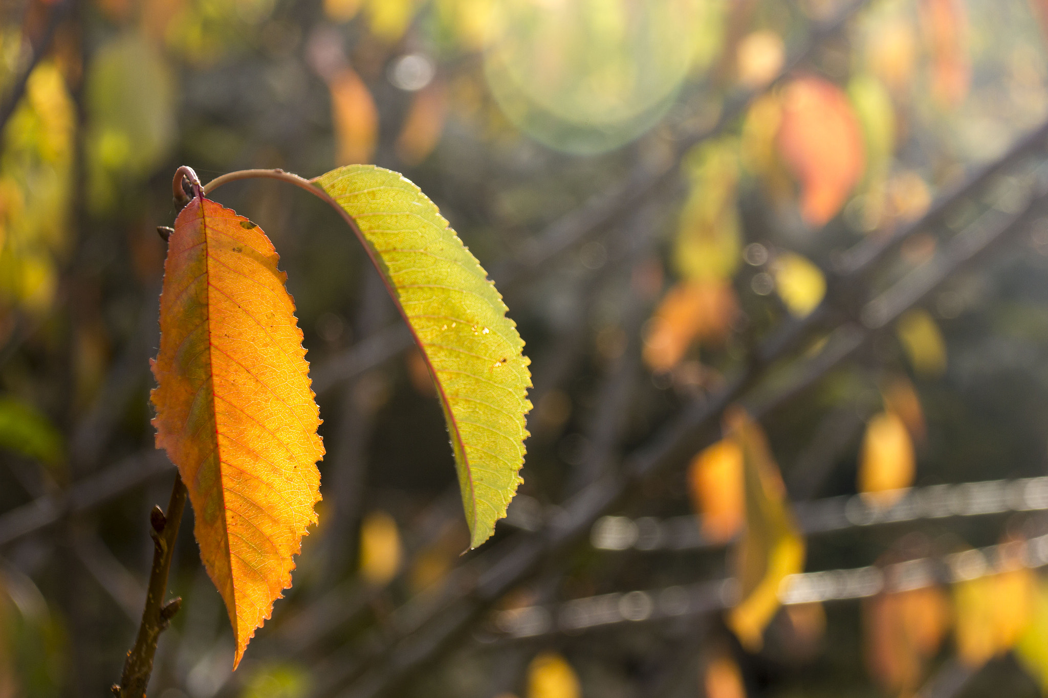 Canon EOS 550D (EOS Rebel T2i / EOS Kiss X4) + Canon TS-E 90mm F2.8 Tilt-Shift sample photo. Cerezos photography