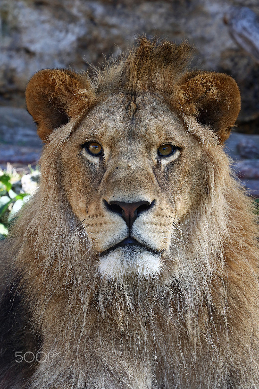 Canon EOS 5DS sample photo. Young african lion close up portrait photography