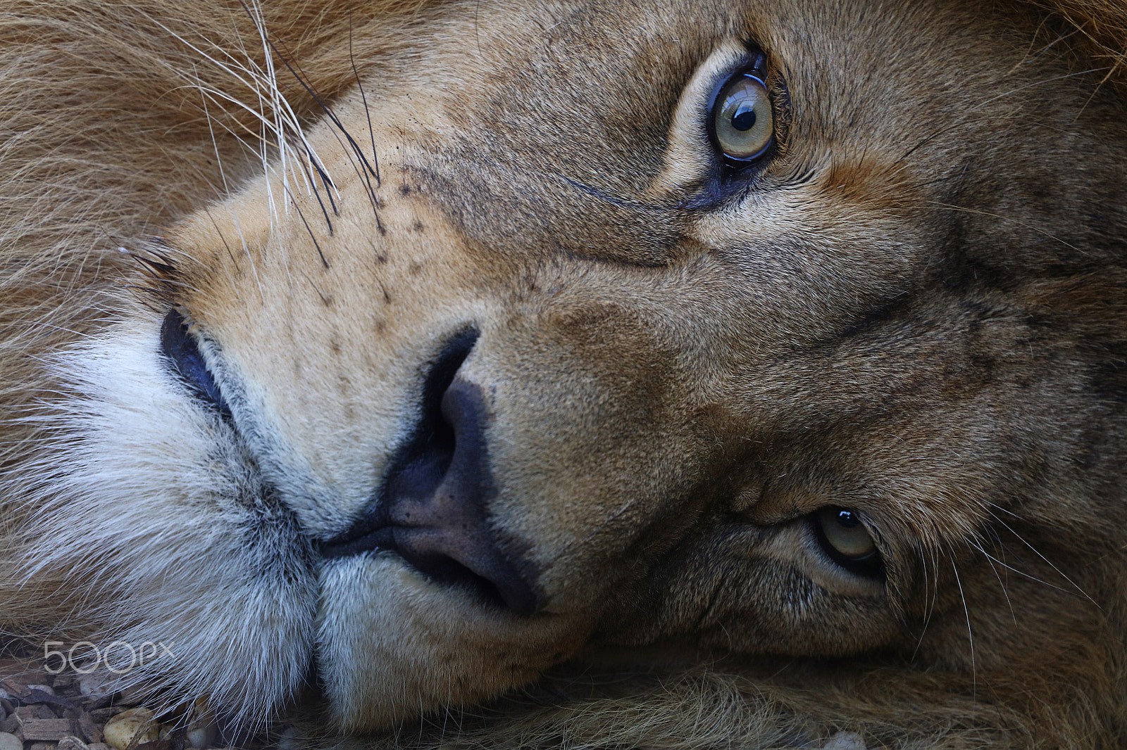 Canon EOS 5DS + Canon EF 24-105mm F3.5-5.6 IS STM sample photo. Adult african lion close up portrait photography