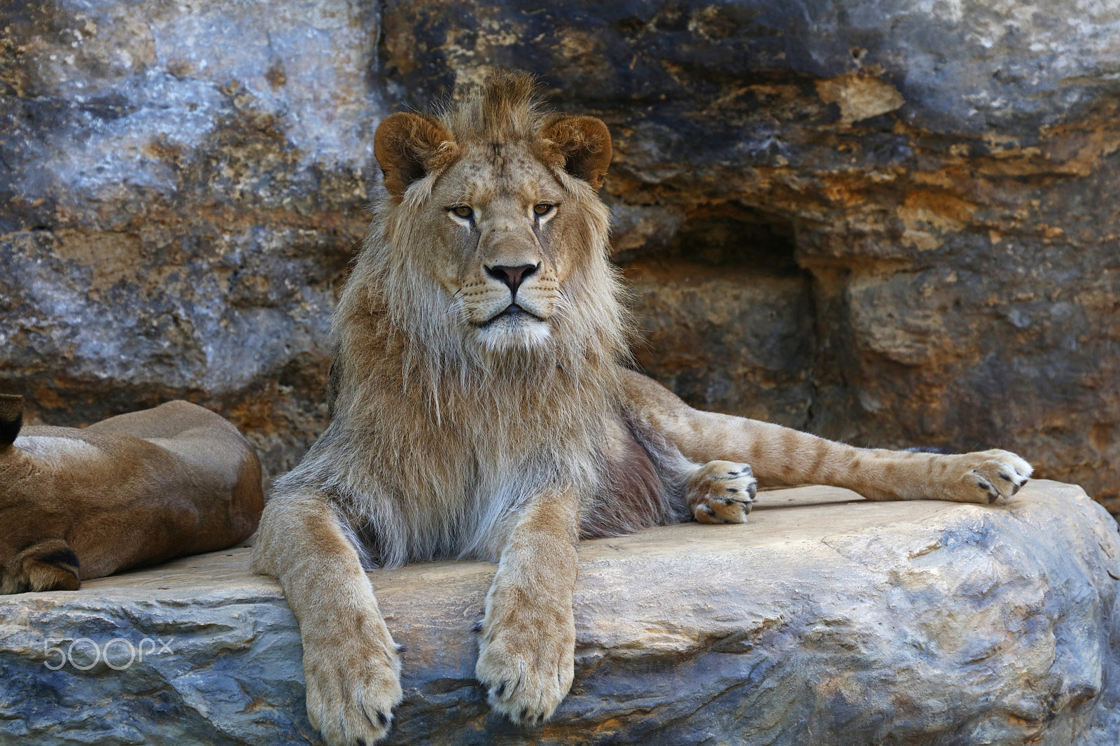 Canon EOS 5DS sample photo. Young african lion relaxing on rocks photography