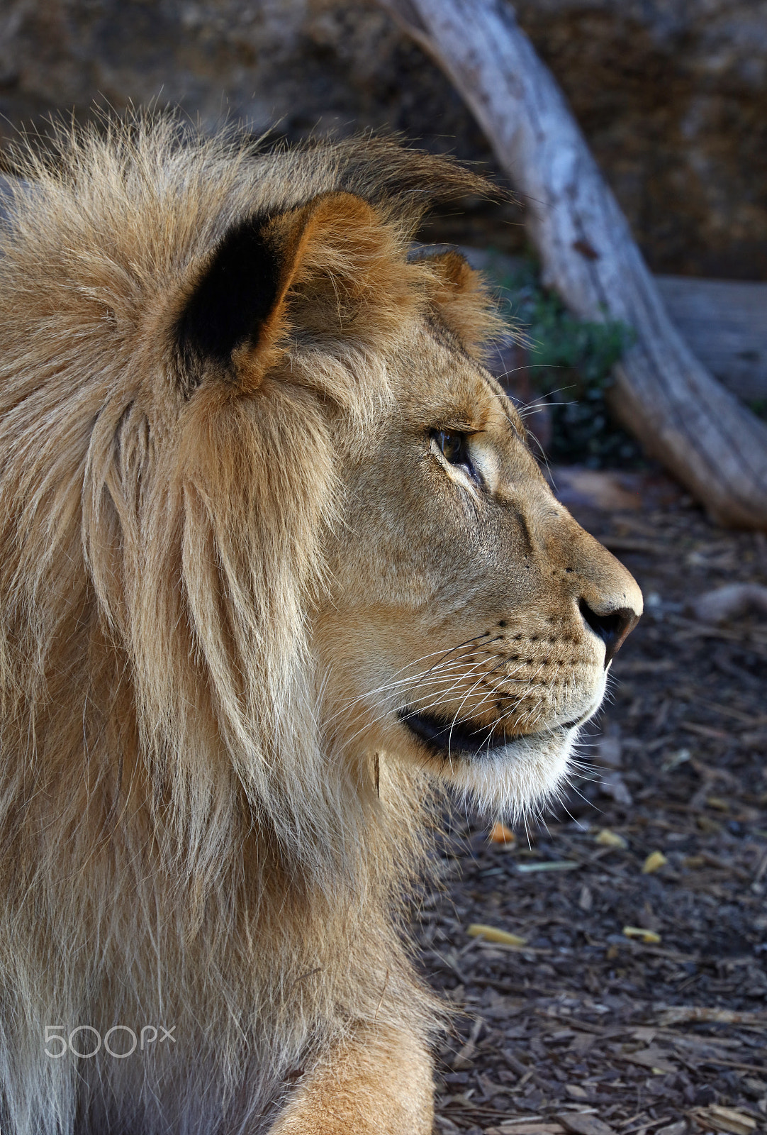 Canon EOS 5DS sample photo. Young african lion close up portrait photography