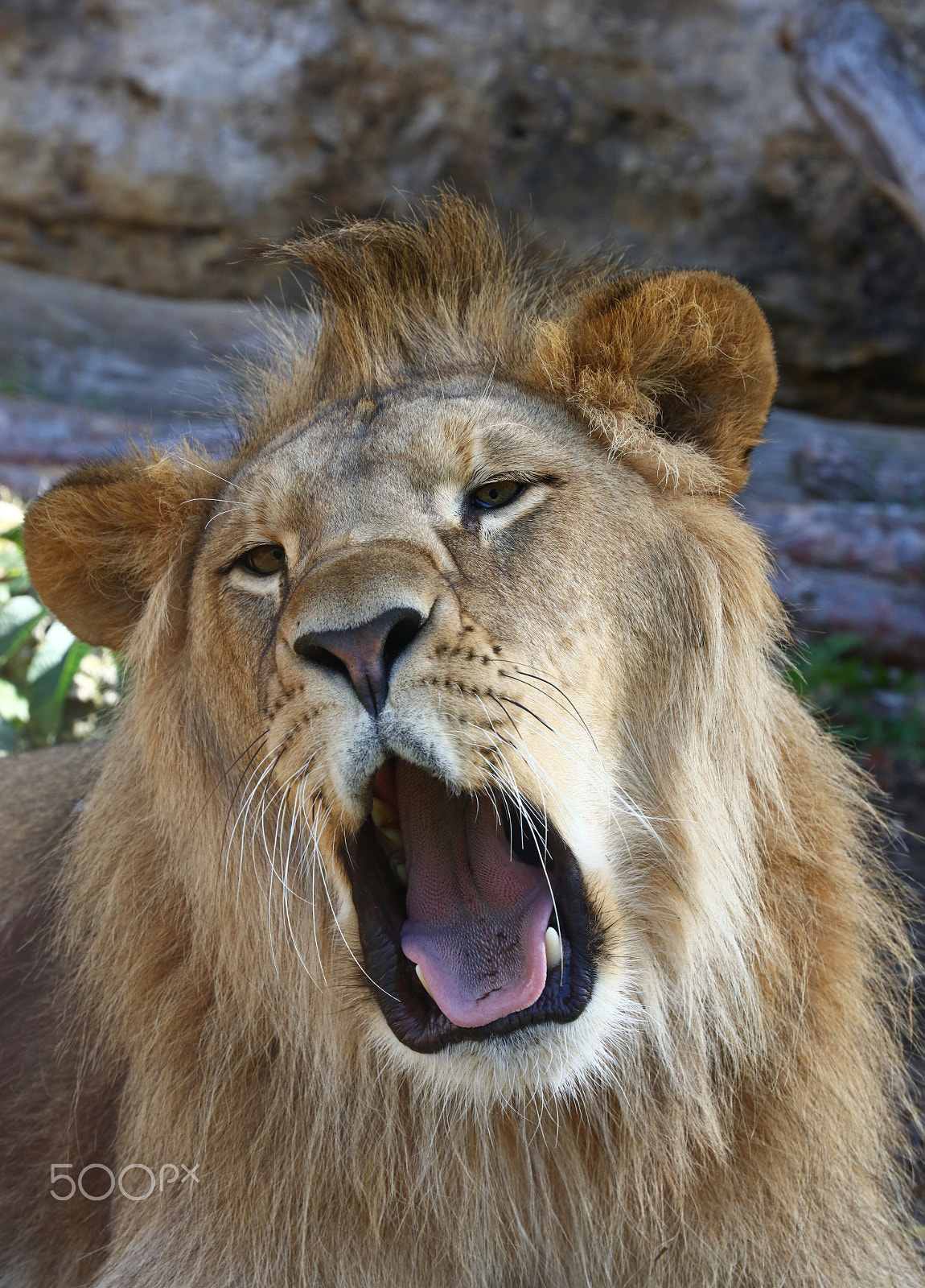 Canon EOS 5DS + Canon EF 24-105mm F3.5-5.6 IS STM sample photo. Young african lion yawning close up photography