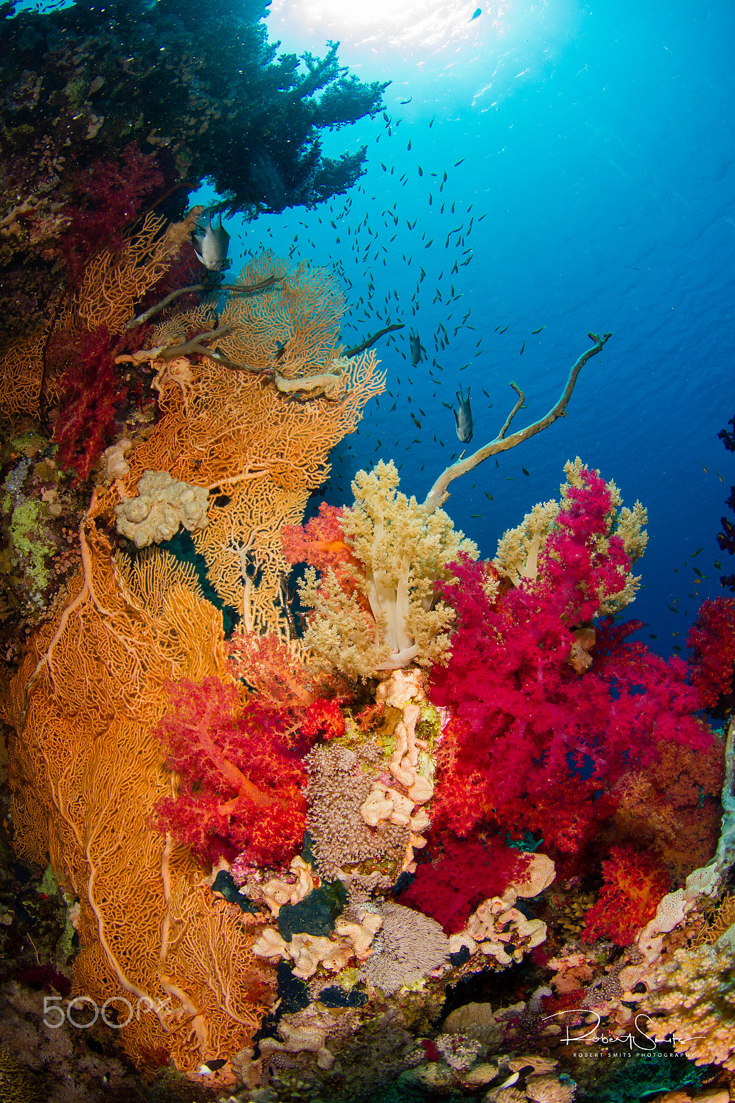 Canon EOS 7D + Tokina AT-X 10-17mm F3.5-4.5 DX Fisheye sample photo. Reef scene red sea photography