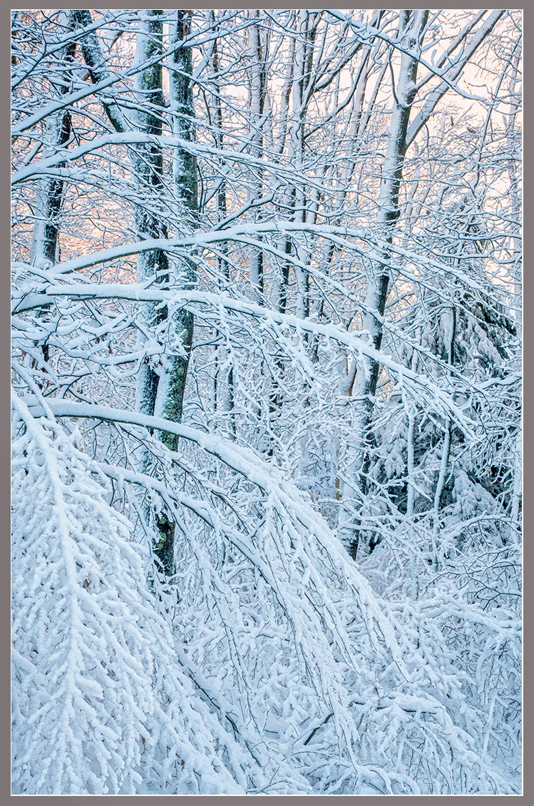 Tamron 28-300mm F3.5-6.3 Di VC PZD sample photo. A winter tapestry photography