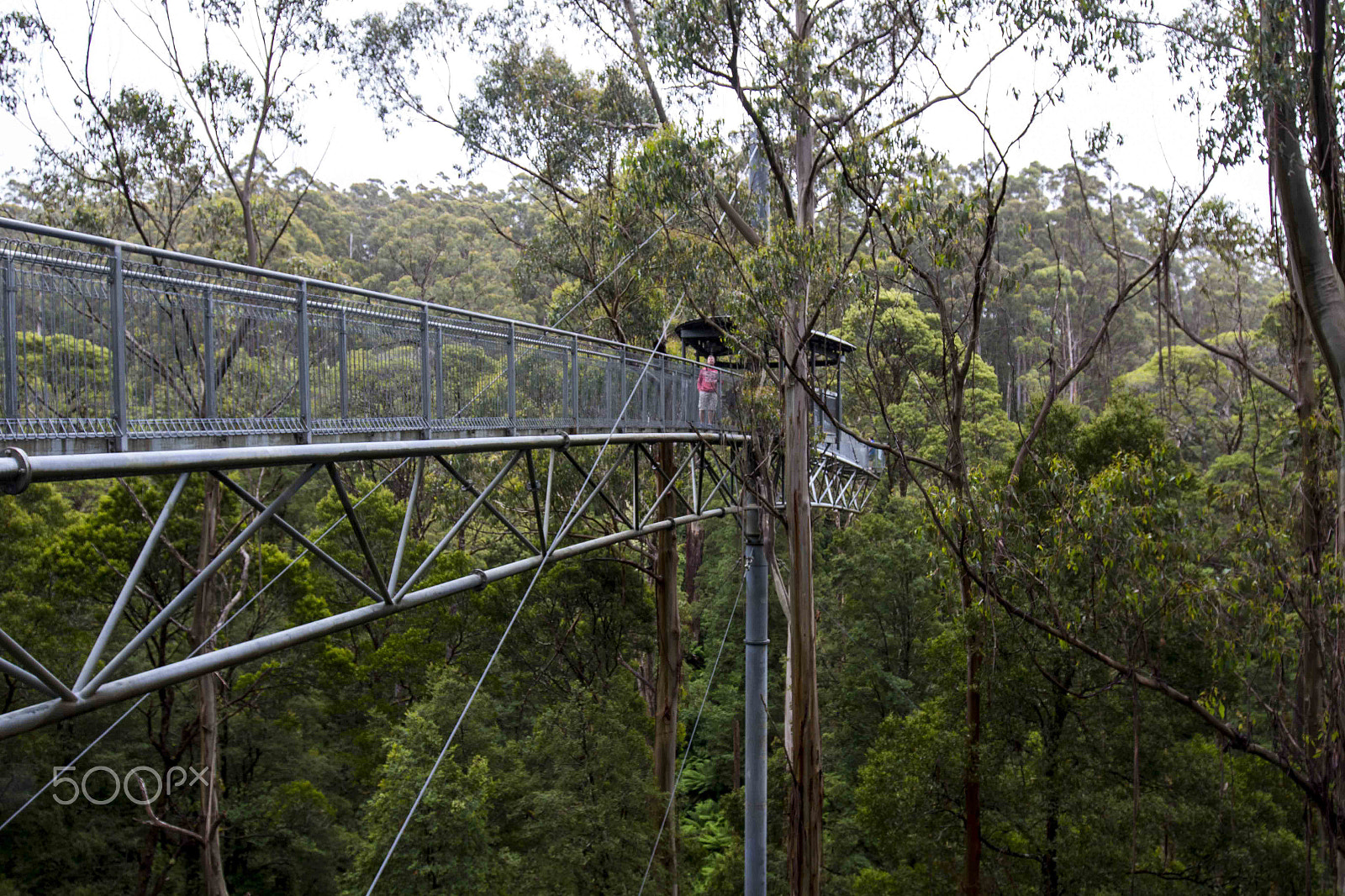 Canon EF 16-35mm F4L IS USM sample photo. Otway national park, victoria,australia photography