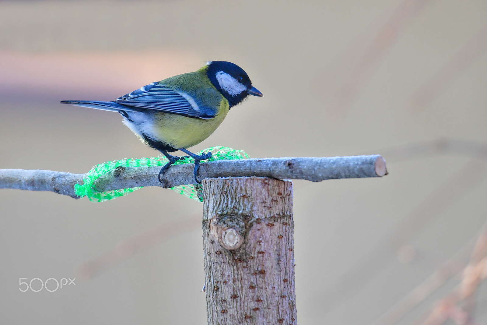 Nikon D5 sample photo. Tit photography