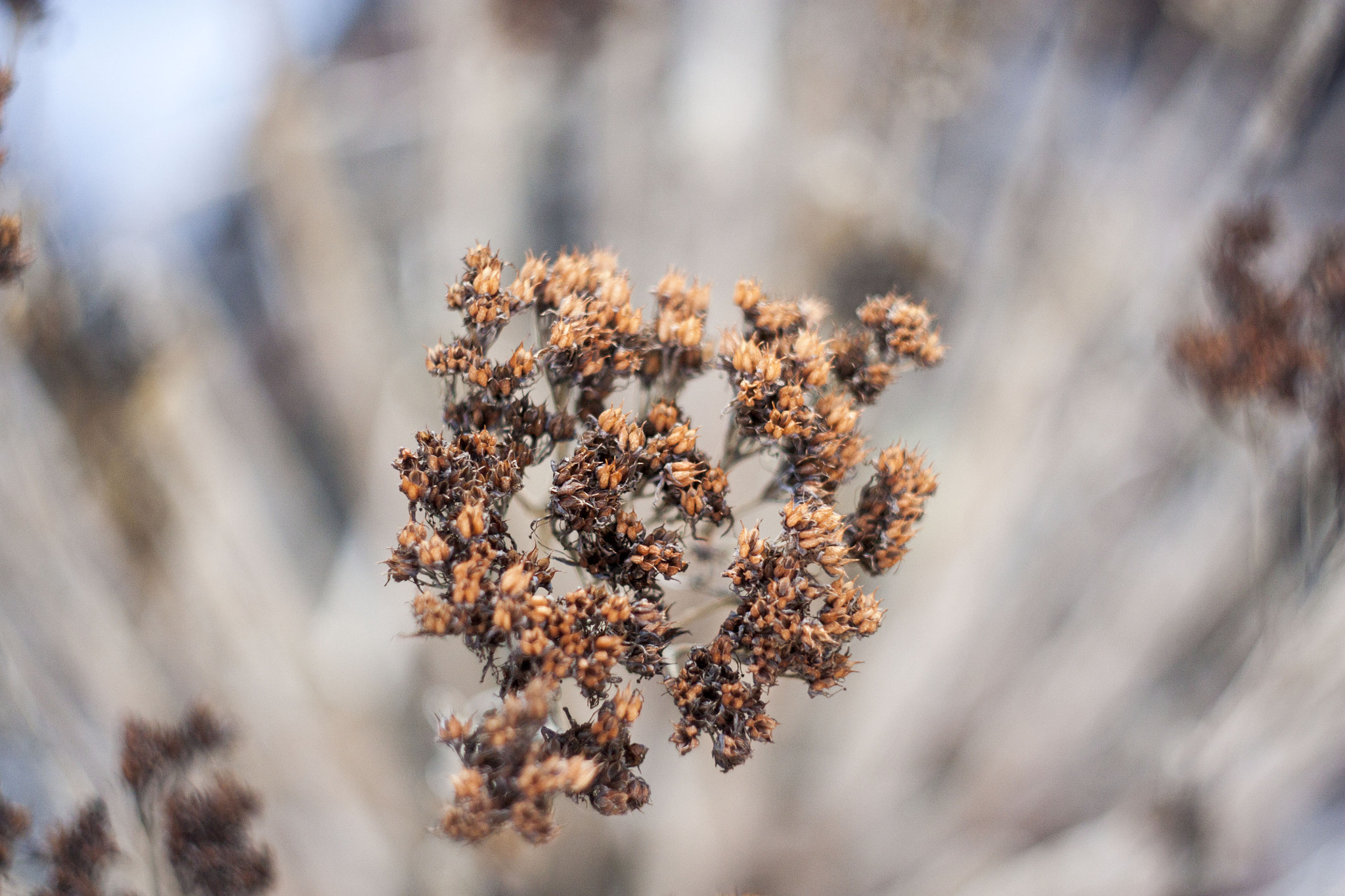 Canon EF 35-80mm f/4-5.6 sample photo. The winter flowers photography